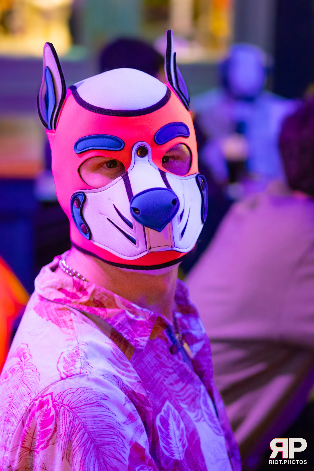 Pup Kaz — furry & pup photography by Fluffy Riot — photo 500