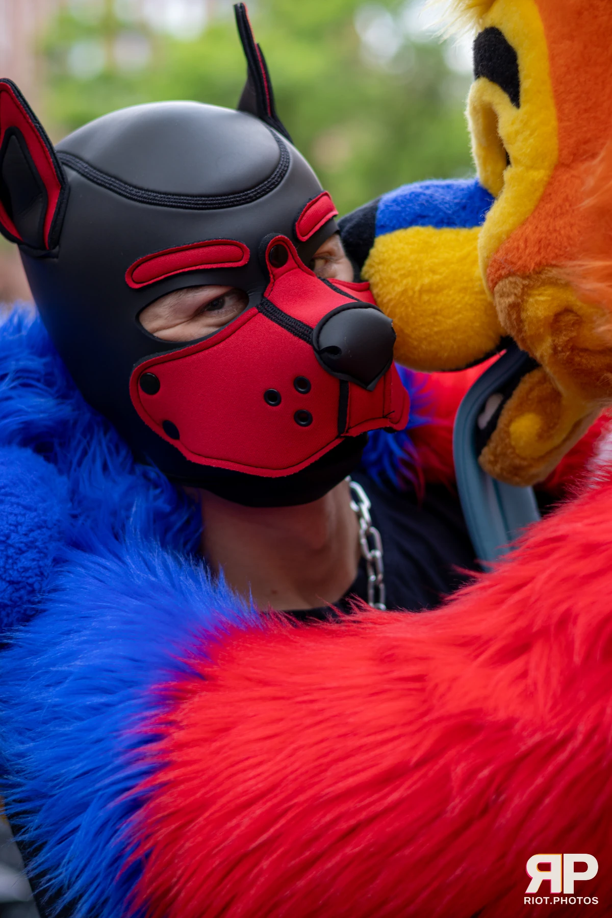 Pup Dande — furry & pup photography by Fluffy Riot — photo 80