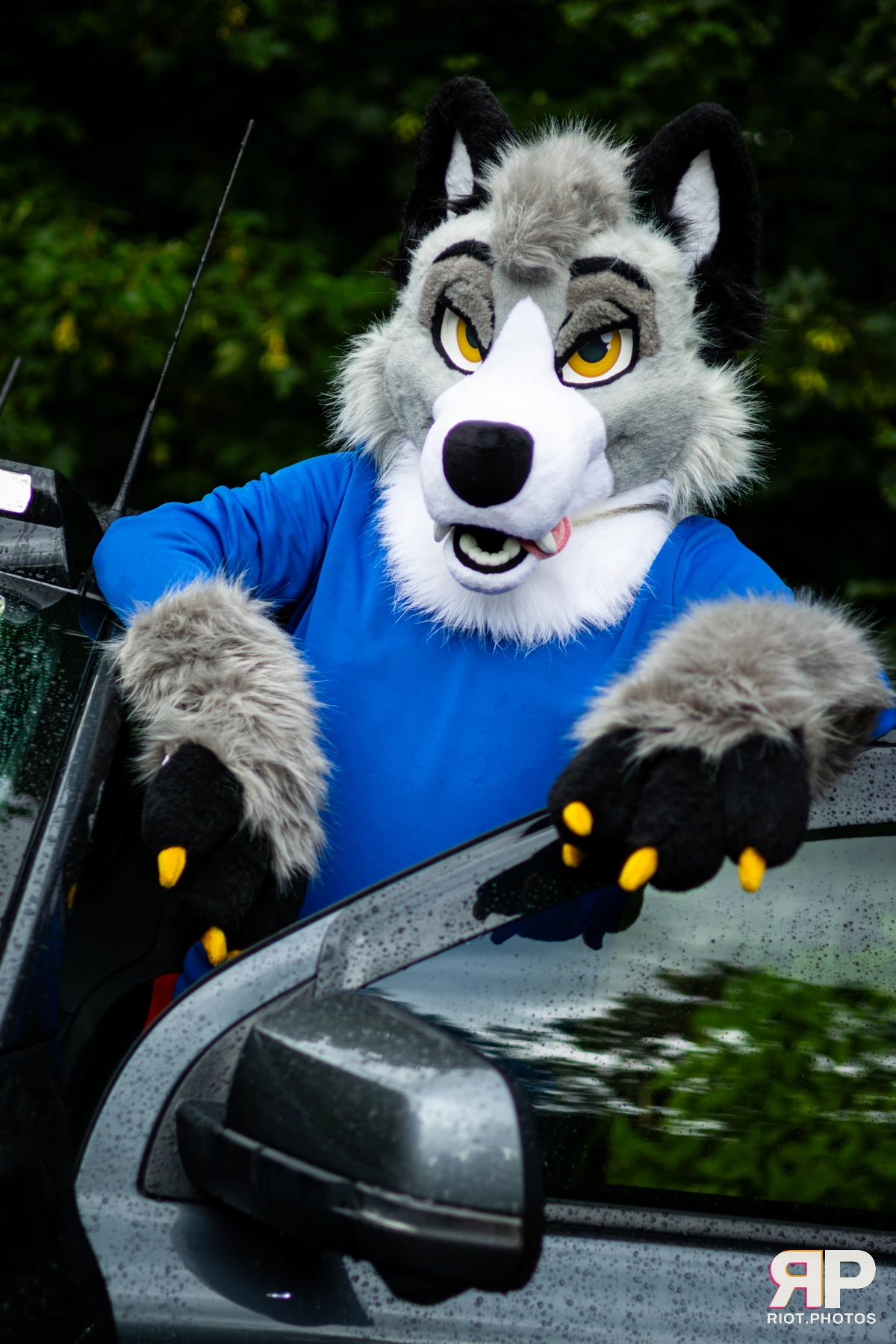 Ash Wuff — furry & pup photography by Fluffy Riot — photo 11