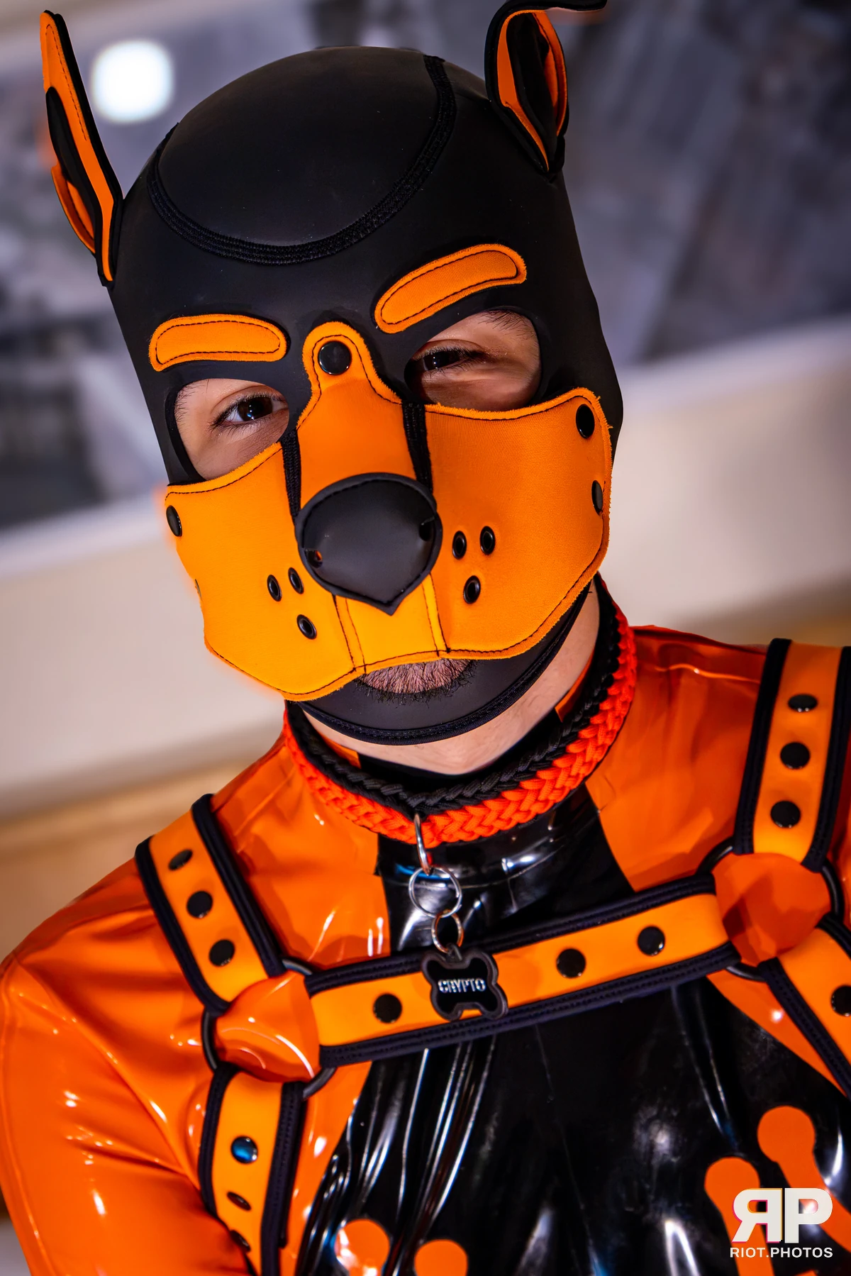 Crypto - furry & pup photography by Fluffy Riot - photo 22