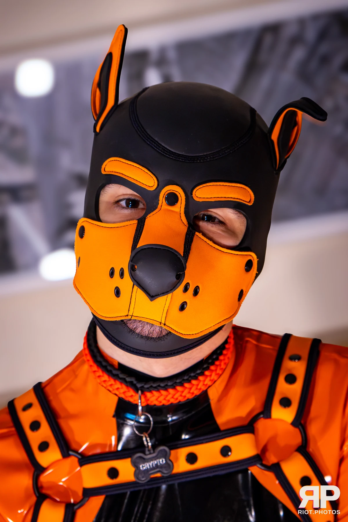 Crypto - furry & pup photography by Fluffy Riot - photo 21