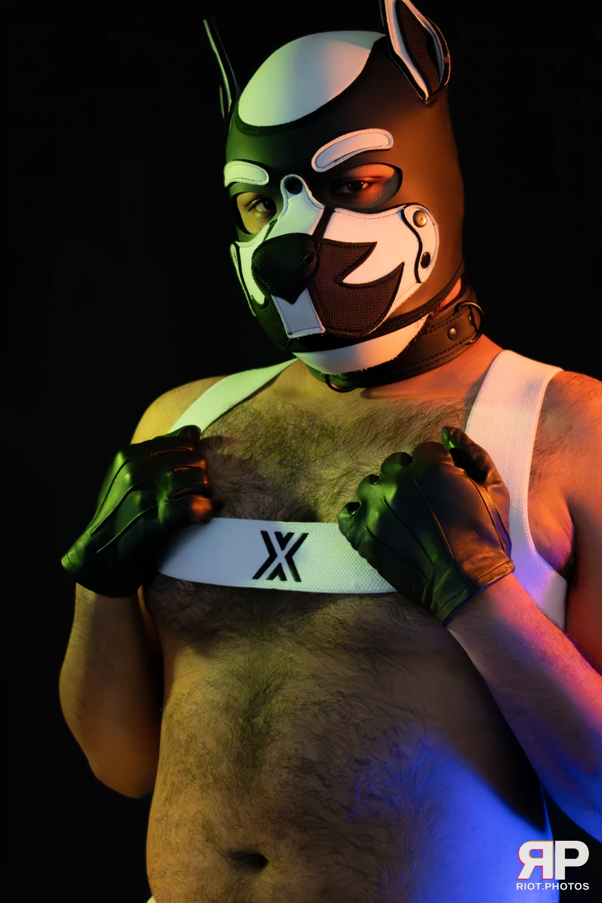 Guilty — furry & pup photography by Fluffy Riot — photo 23