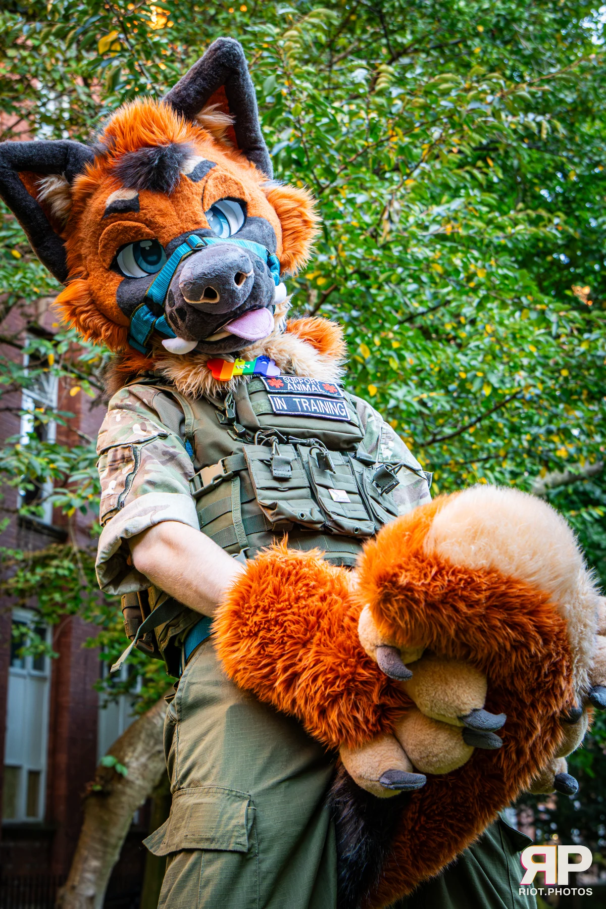 Doggy Weekend 2026 - 18 Oct 2026, Fluffy Riot photography - photo 198