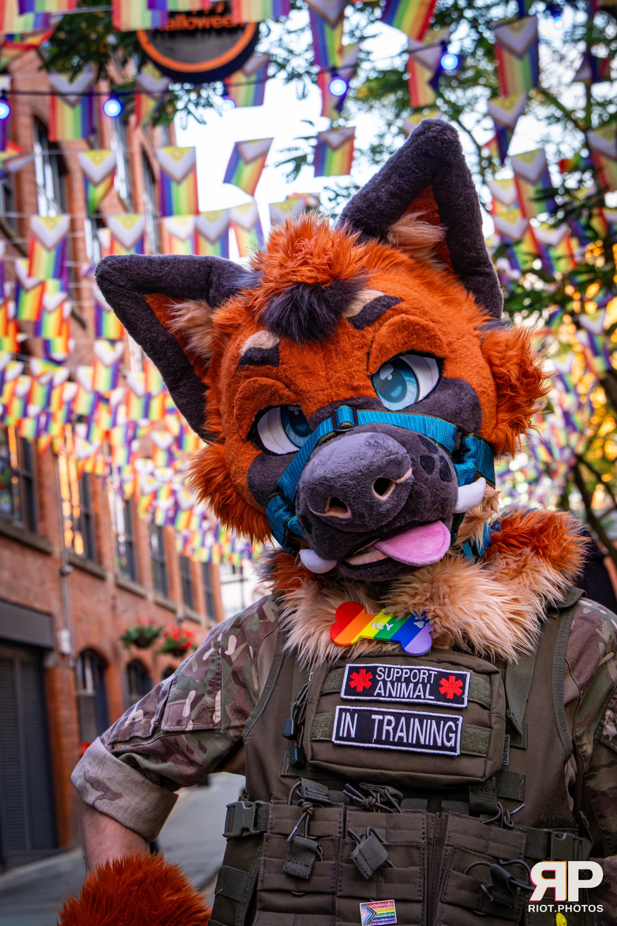 Doggy Weekend 2026 - 18 Oct 2026, Fluffy Riot photography - photo 189