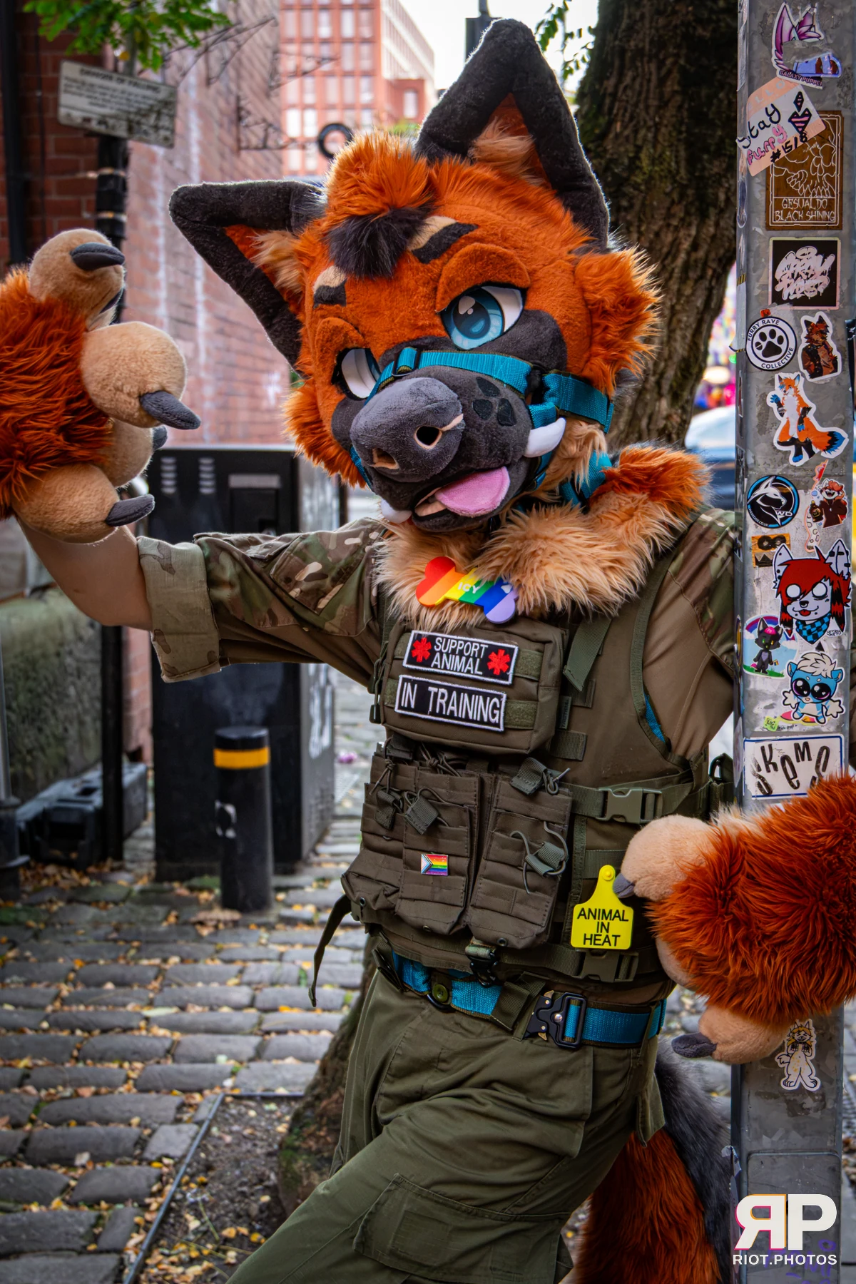 Doggy Weekend 2026 - 18 Oct 2026, Fluffy Riot photography - photo 183