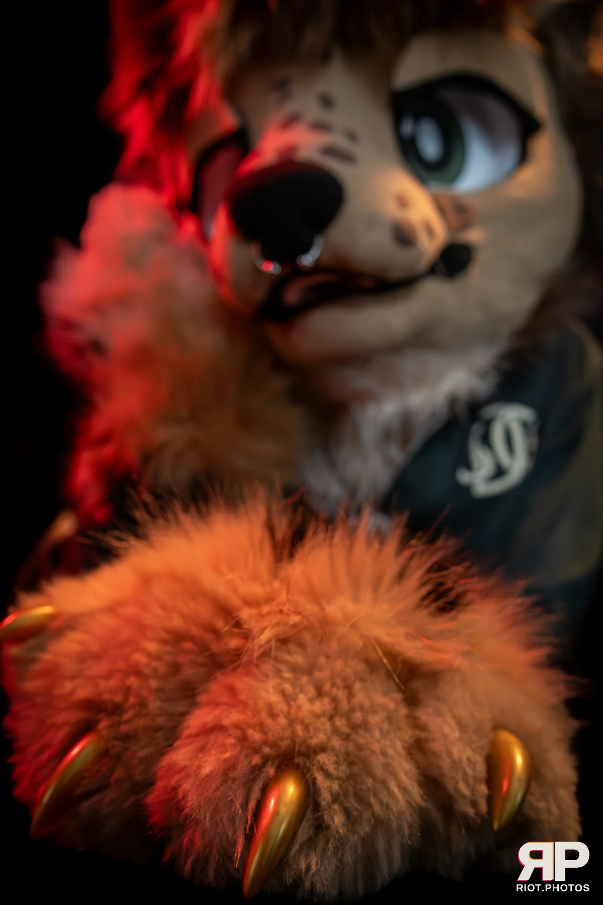 Lysander — furry & pup photography by Fluffy Riot — photo 43
