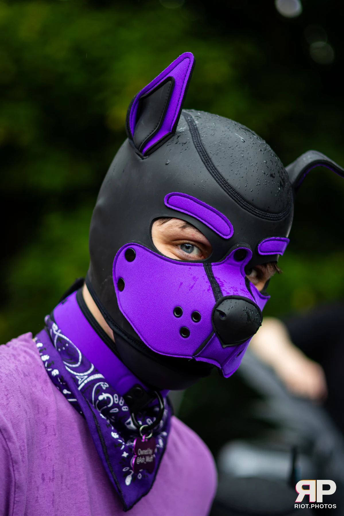 Mosaic Fox — furry & pup photography by Fluffy Riot — photo 13