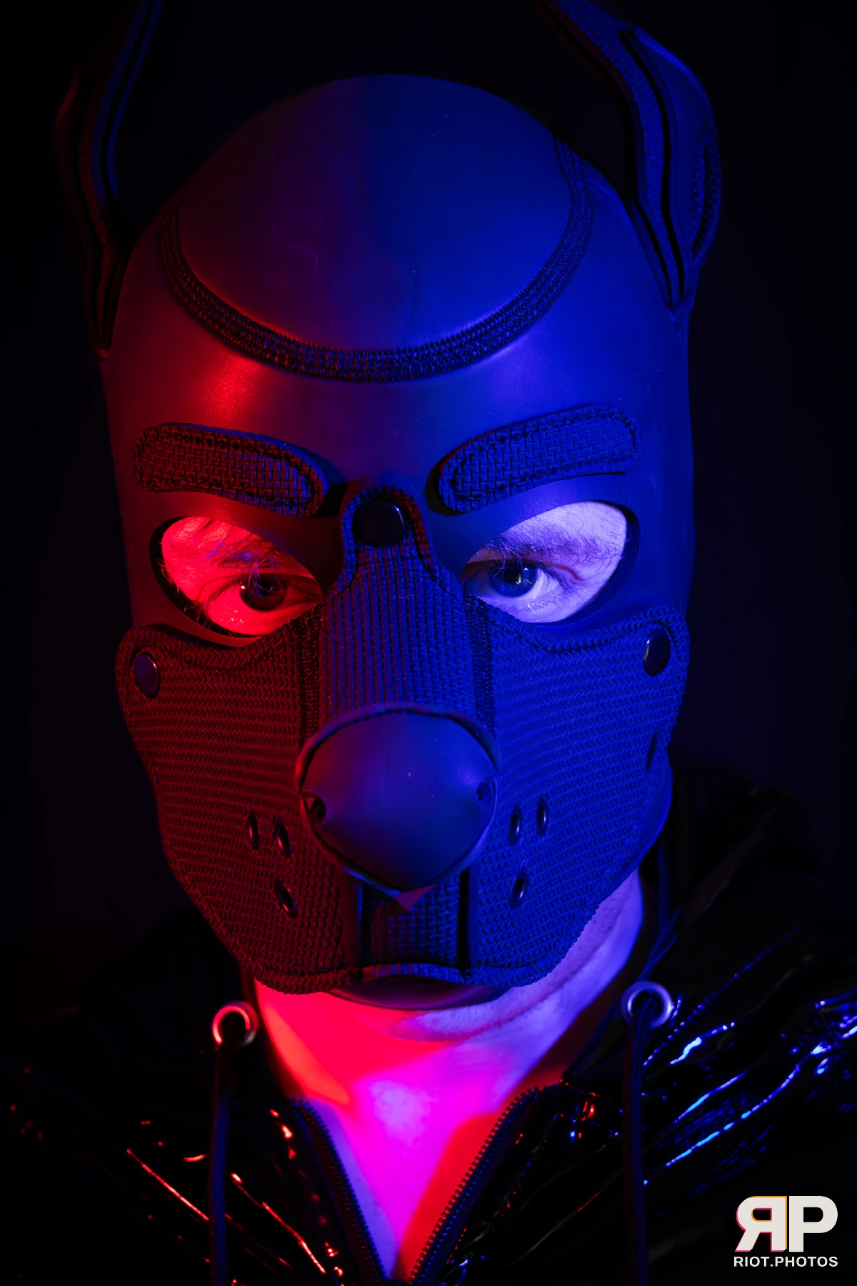 Pup Abraxis