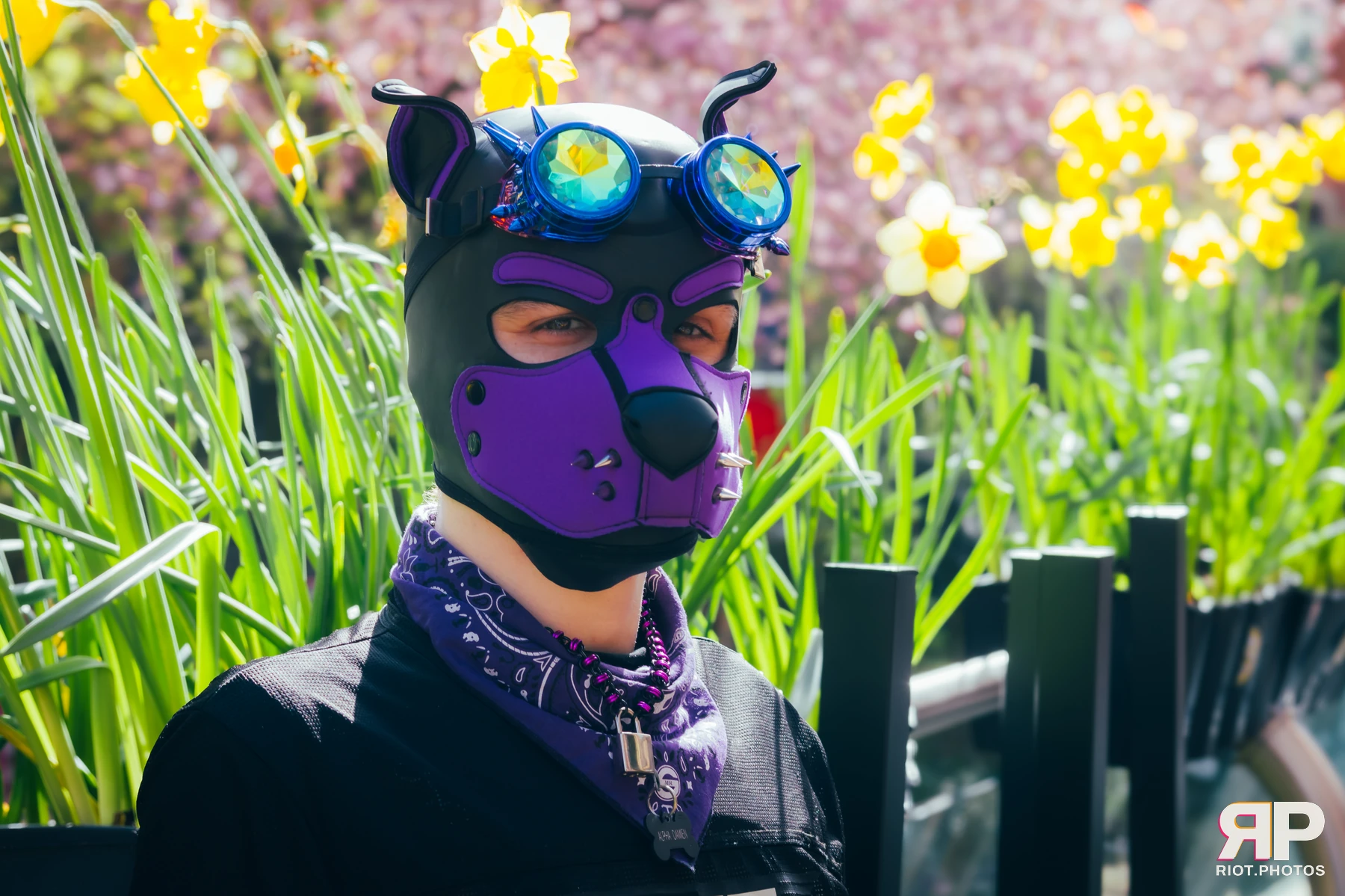 Pup Damien