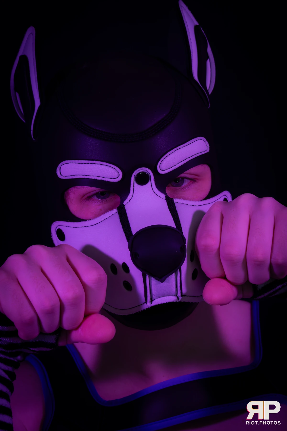 Pup Jay