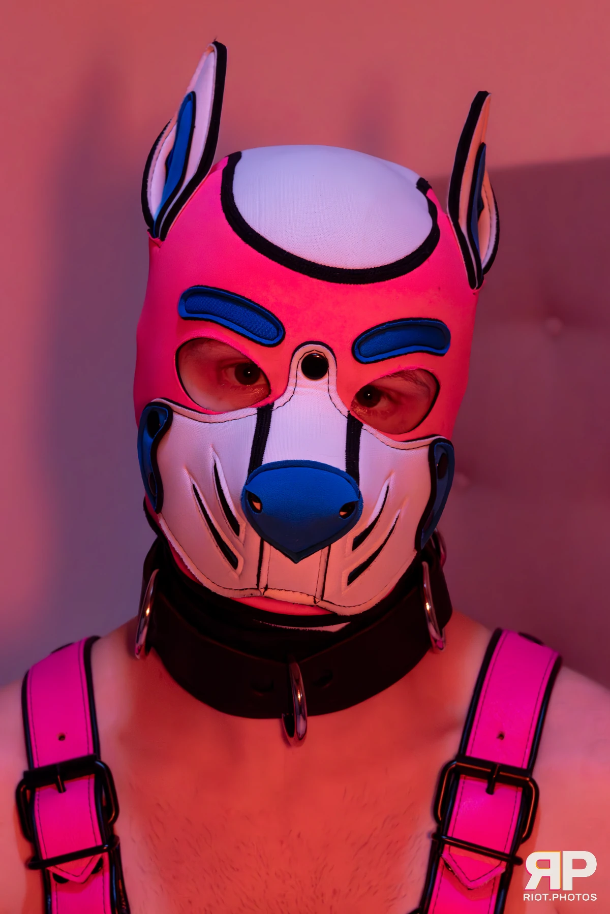 Pup Kaz — furry & pup photography by Fluffy Riot — photo 641