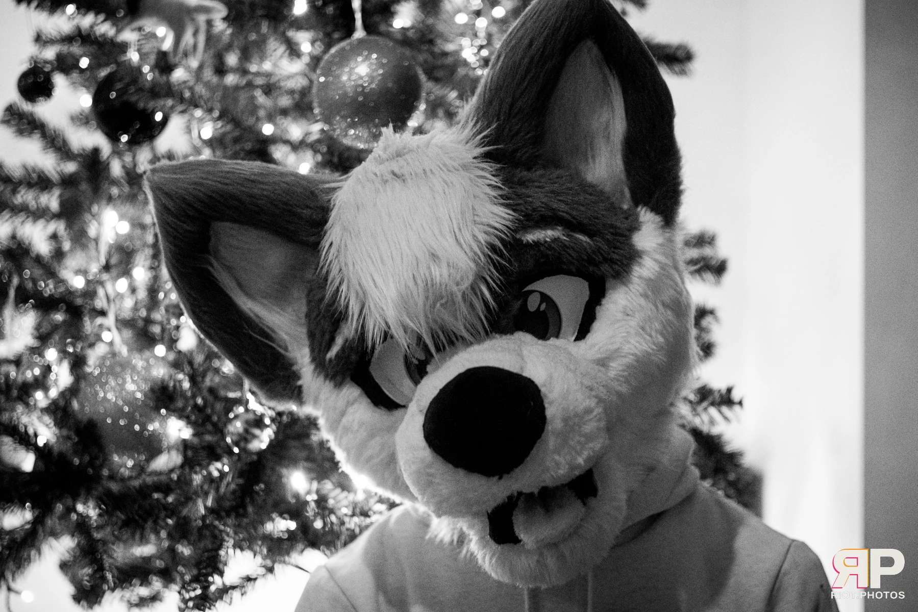 Pup Kaz — furry & pup photography by Fluffy Riot — photo 542