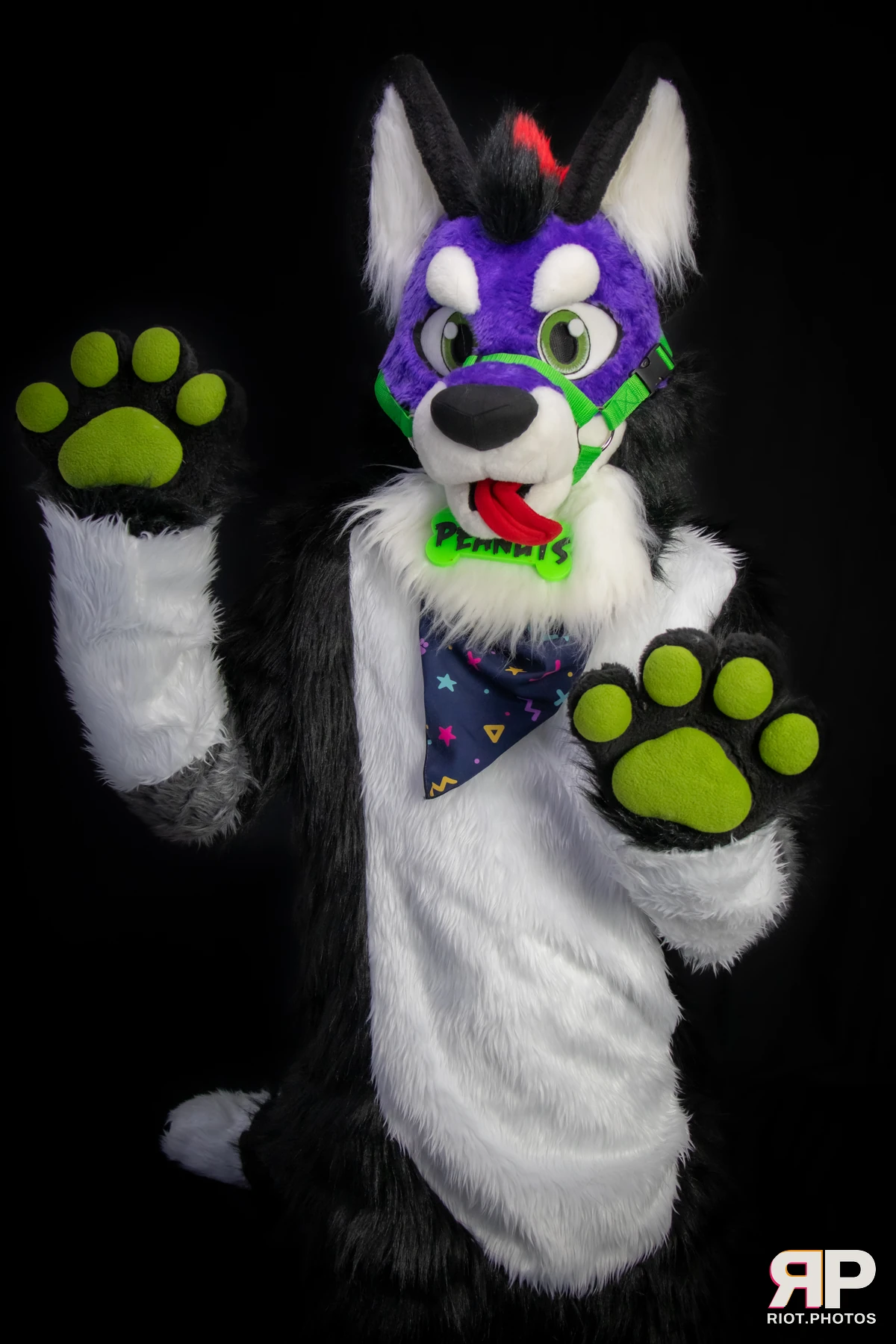Pup Peanuts — furry & pup photography by Fluffy Riot — photo 39