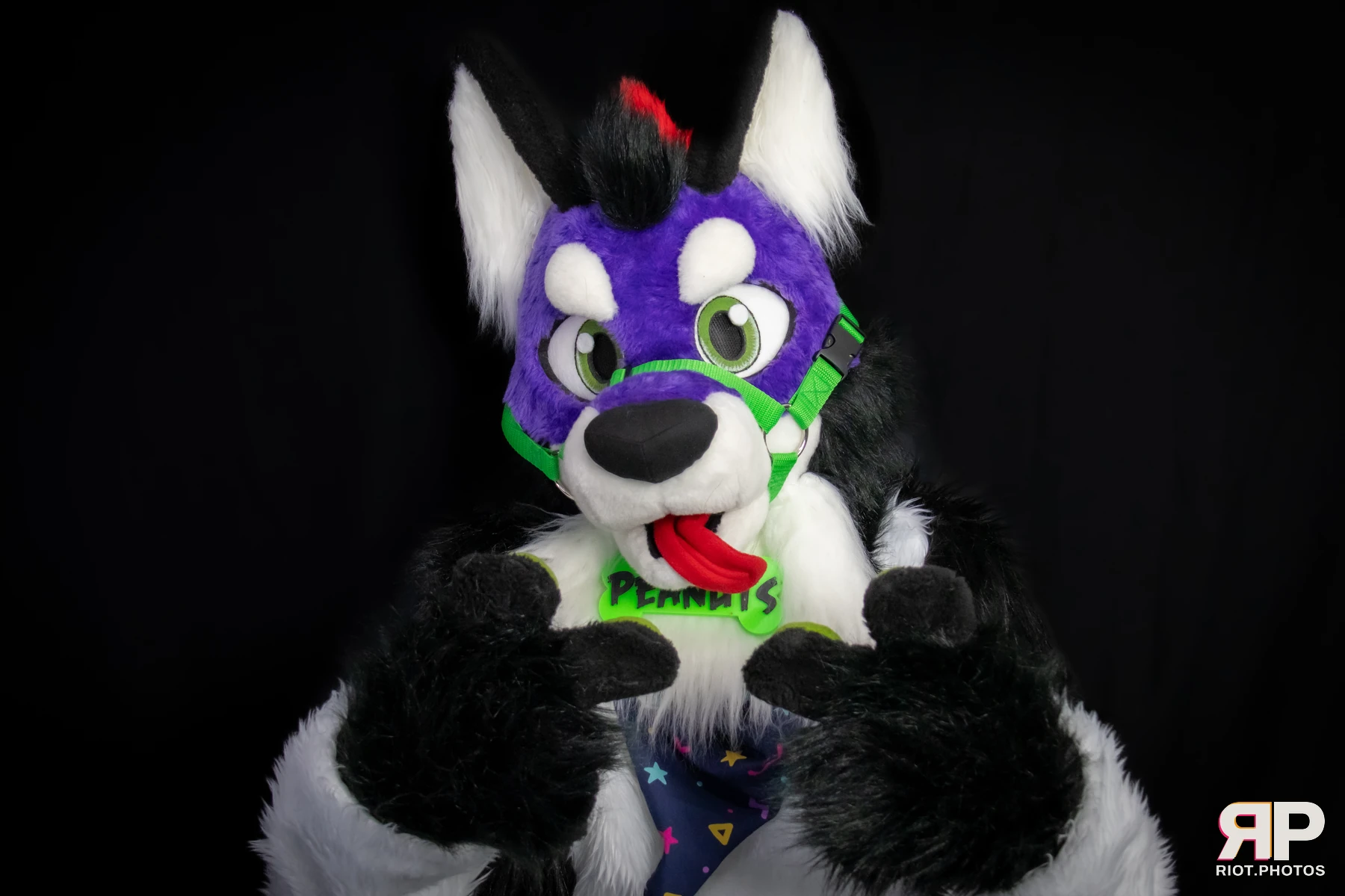 Pup Peanuts — furry & pup photography by Fluffy Riot — photo 40