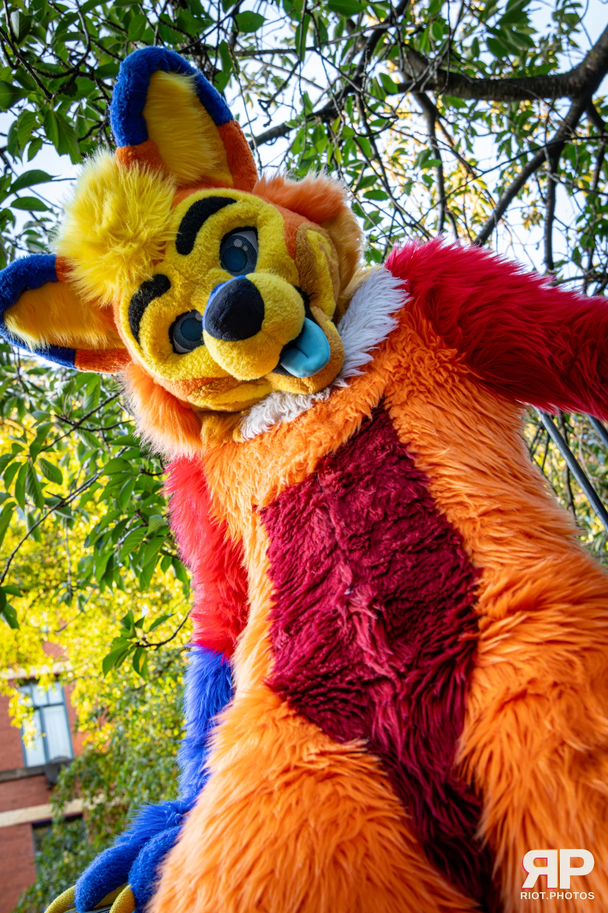 Doggy Weekend 2026 - 18 Oct 2026, Fluffy Riot photography - photo 86
