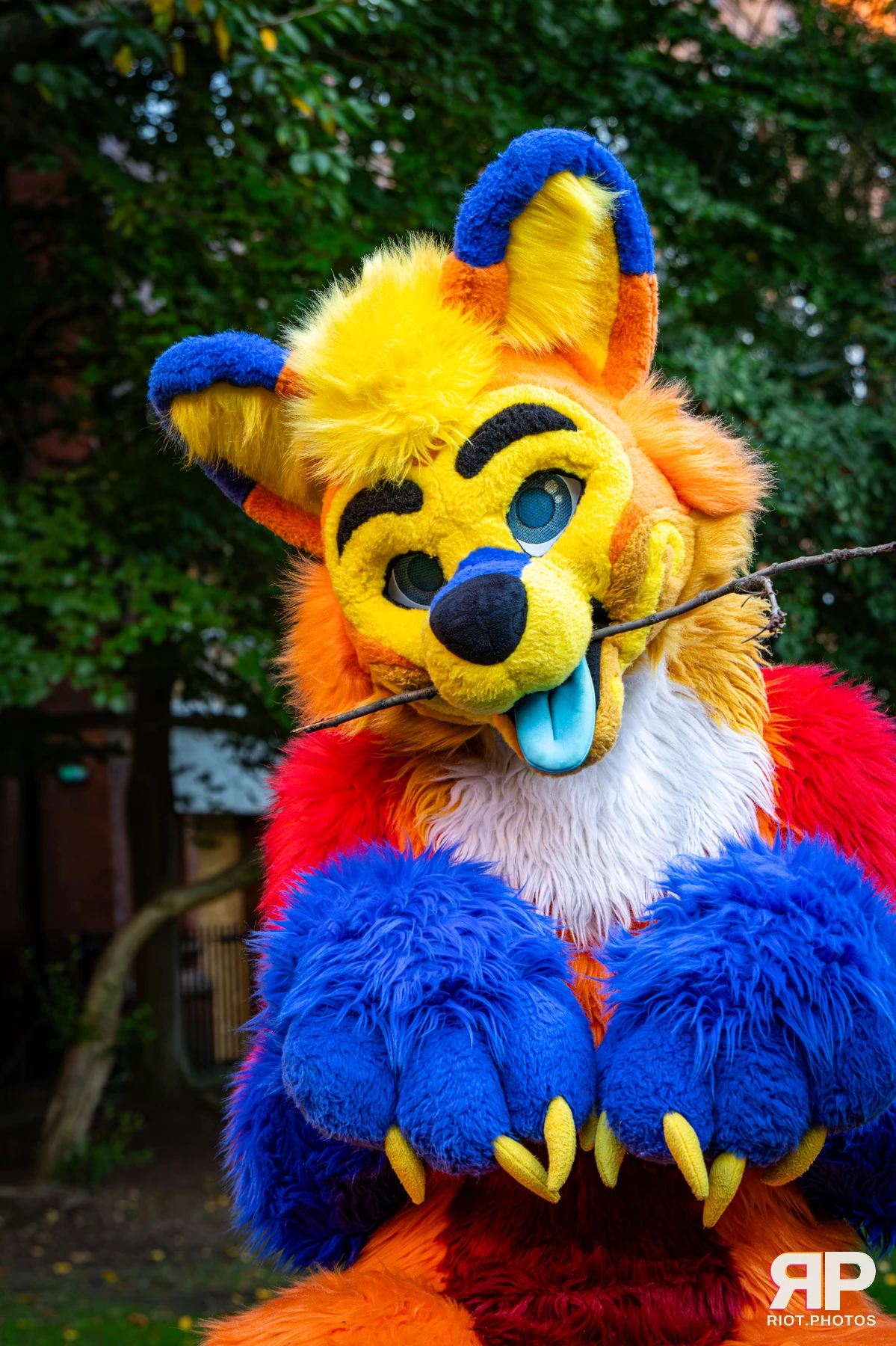 Doggy Weekend 2026 - 18 Oct 2026, Fluffy Riot photography - photo 85