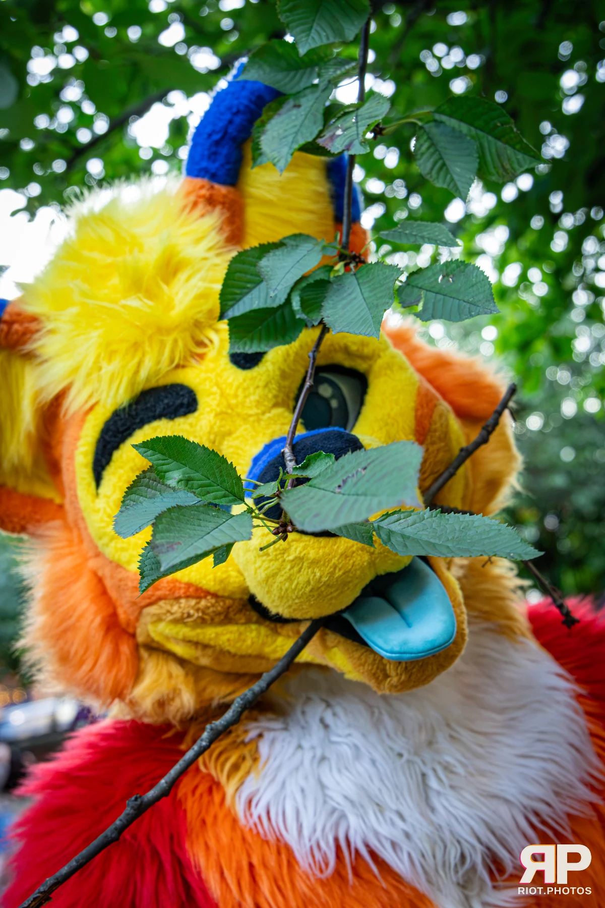 Doggy Weekend 2026 - 18 Oct 2026, Fluffy Riot photography - photo 81