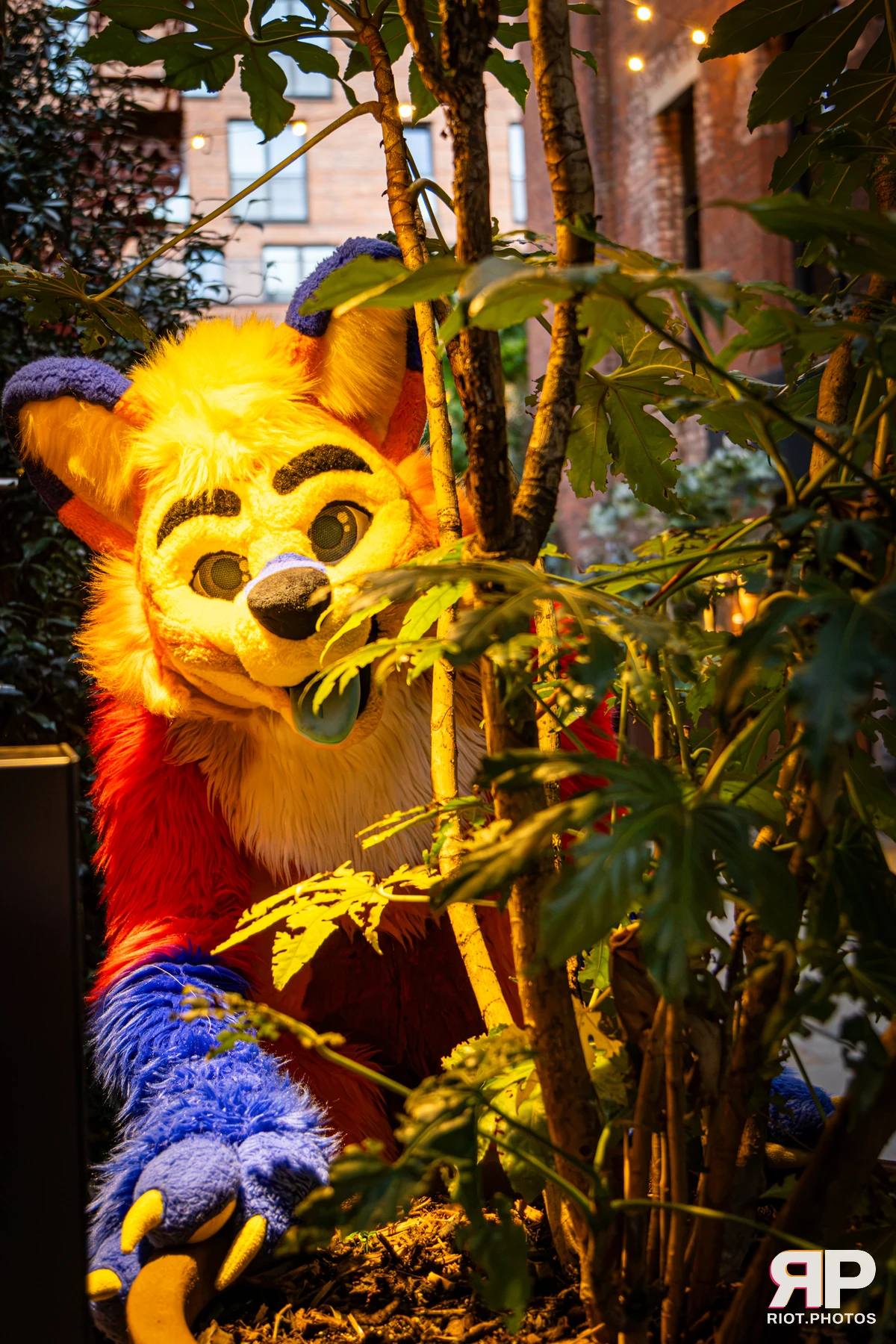 Doggy Weekend 2026 - 18 Oct 2026, Fluffy Riot photography - photo 68
