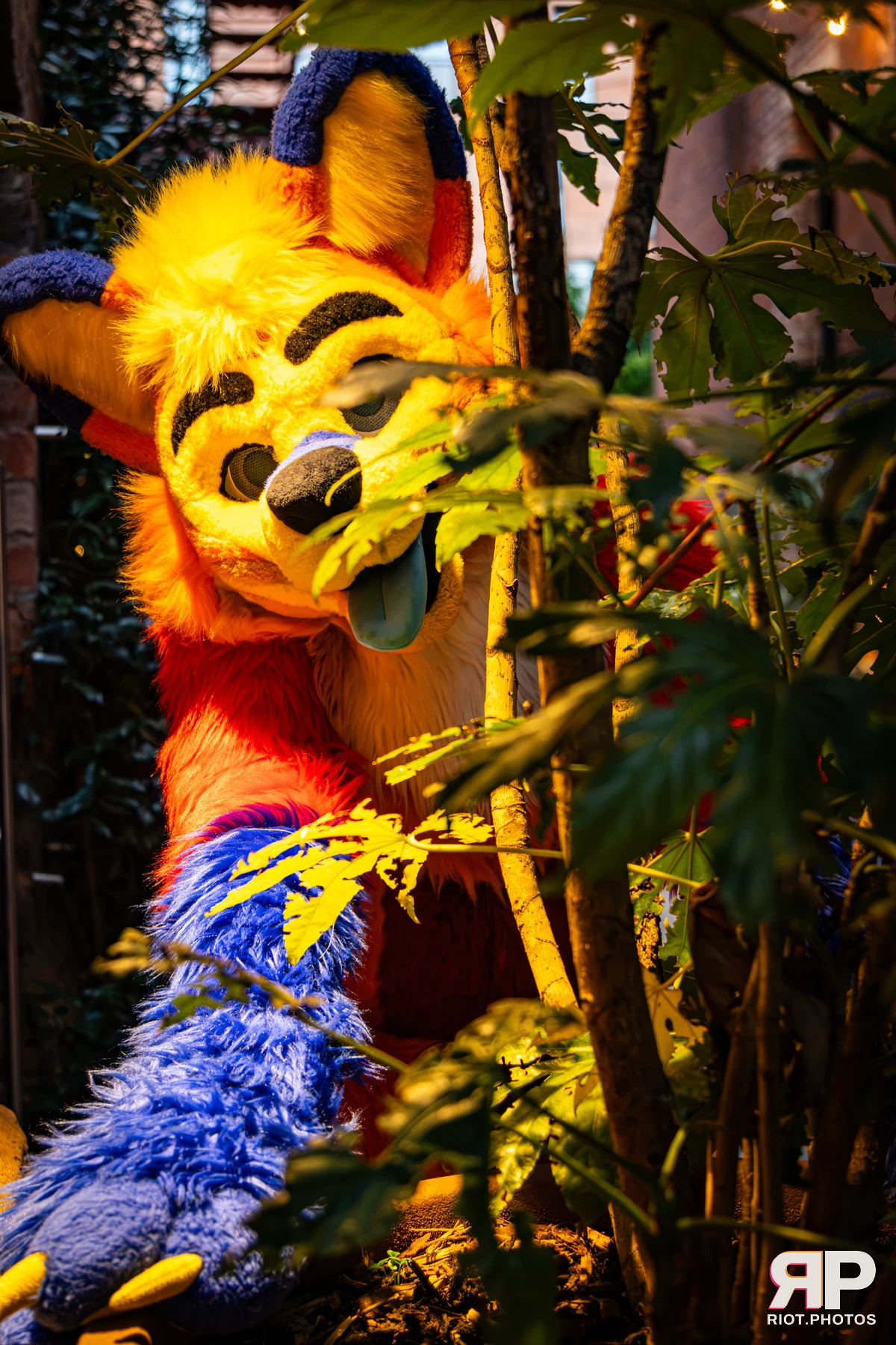 Doggy Weekend 2026 - 18 Oct 2026, Fluffy Riot photography - photo 67