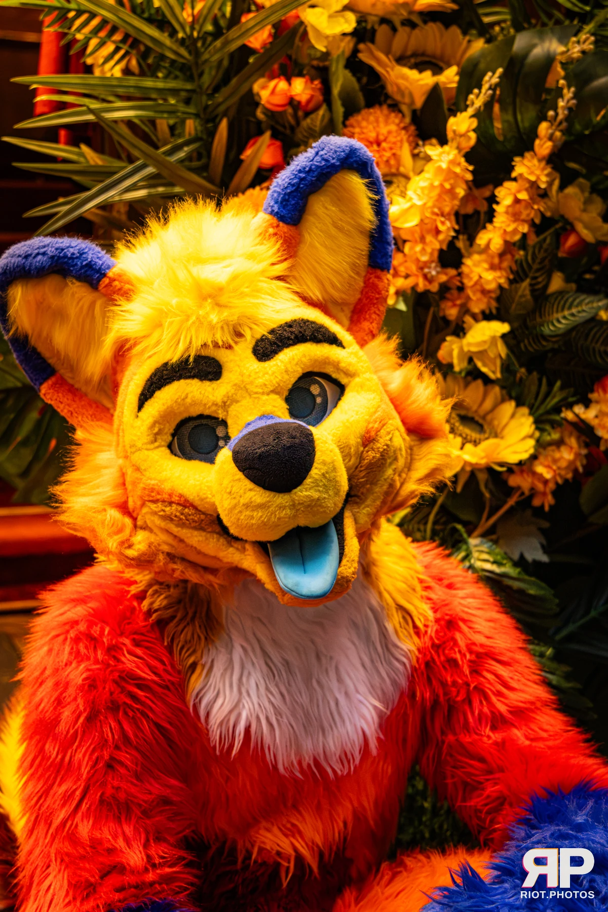 Doggy Weekend 2026 - 18 Oct 2026, Fluffy Riot photography - photo 66