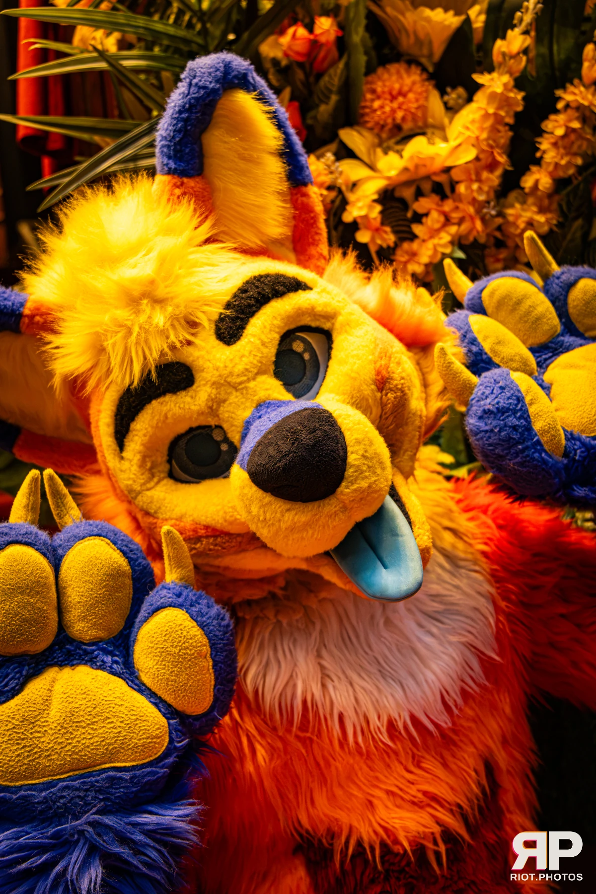 Doggy Weekend 2026 - 18 Oct 2026, Fluffy Riot photography - photo 64