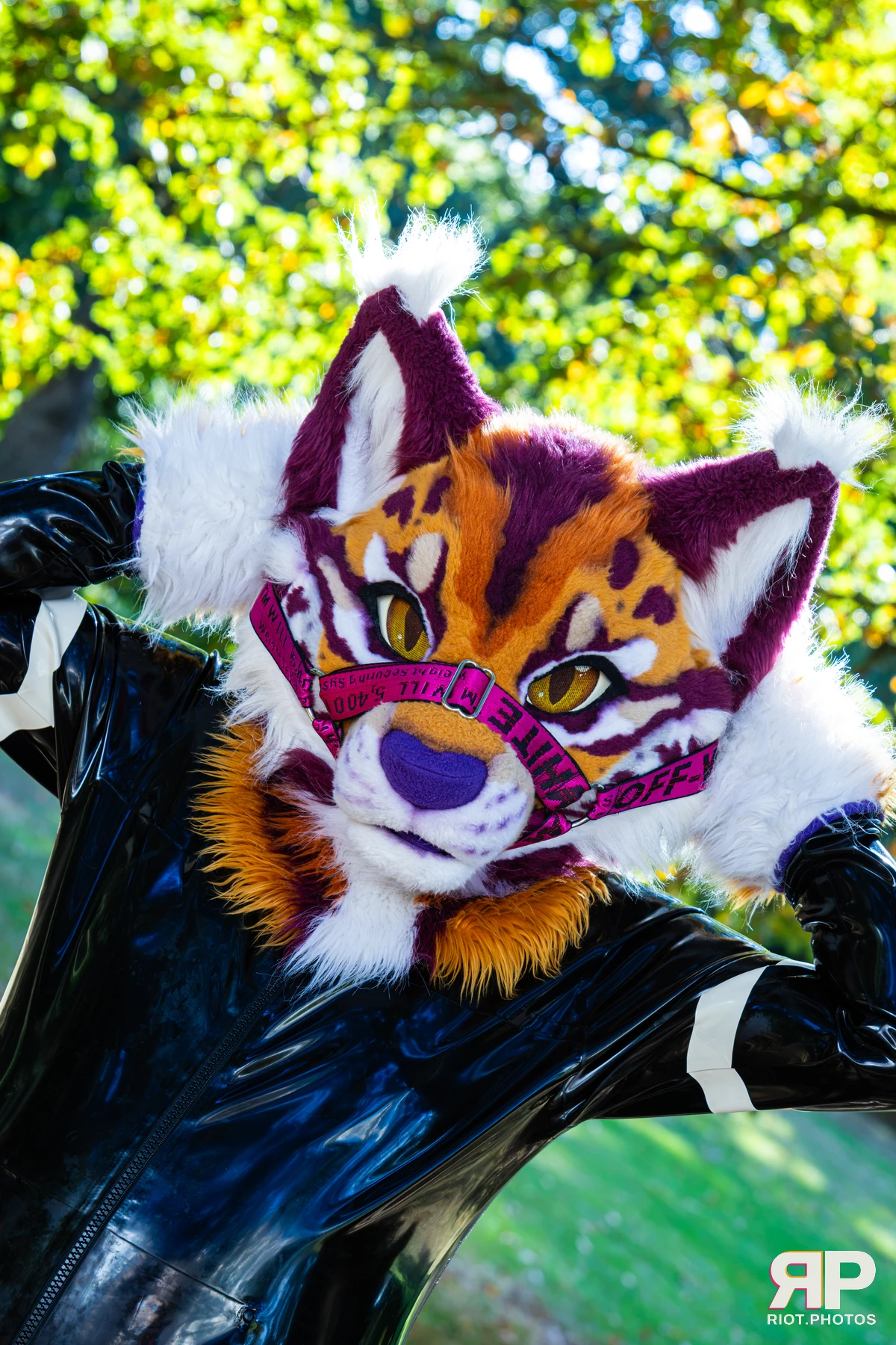 Ryker - furry & pup photography by Fluffy Riot - photo 26