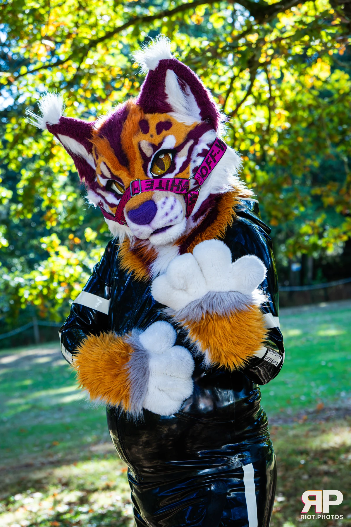 Ryker - furry & pup photography by Fluffy Riot - photo 23