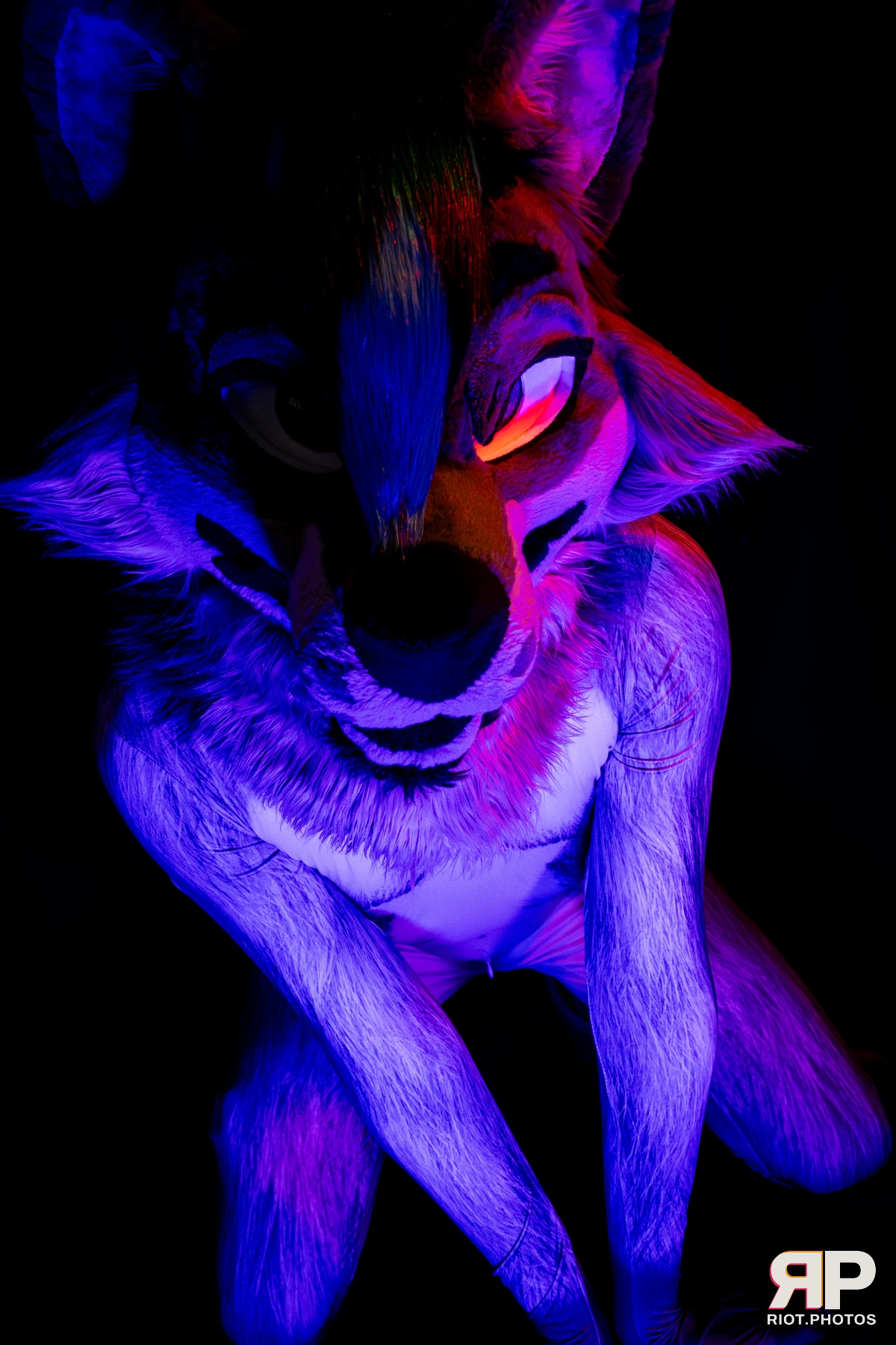 Salerei — furry & pup photography by Fluffy Riot — photo 32