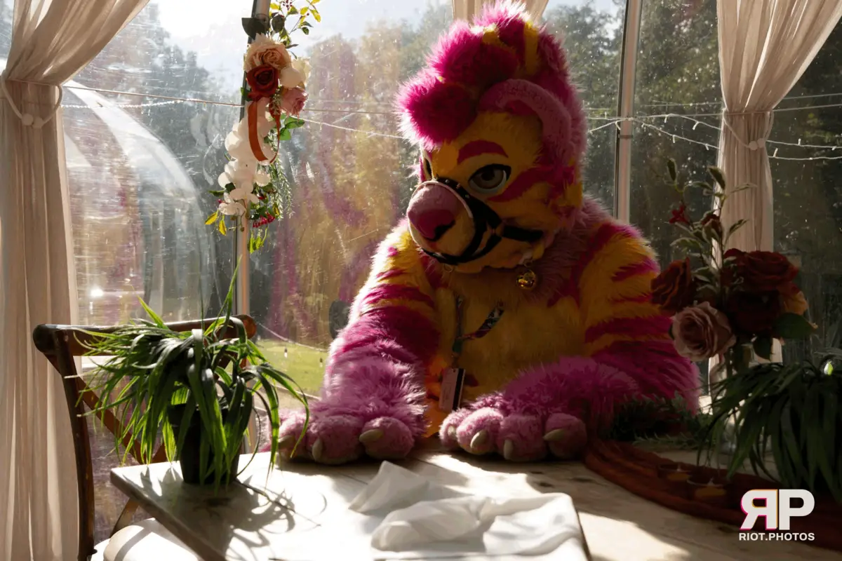 Starburst / Grumpy - furry & pup photography by Fluffy Riot - photo 62