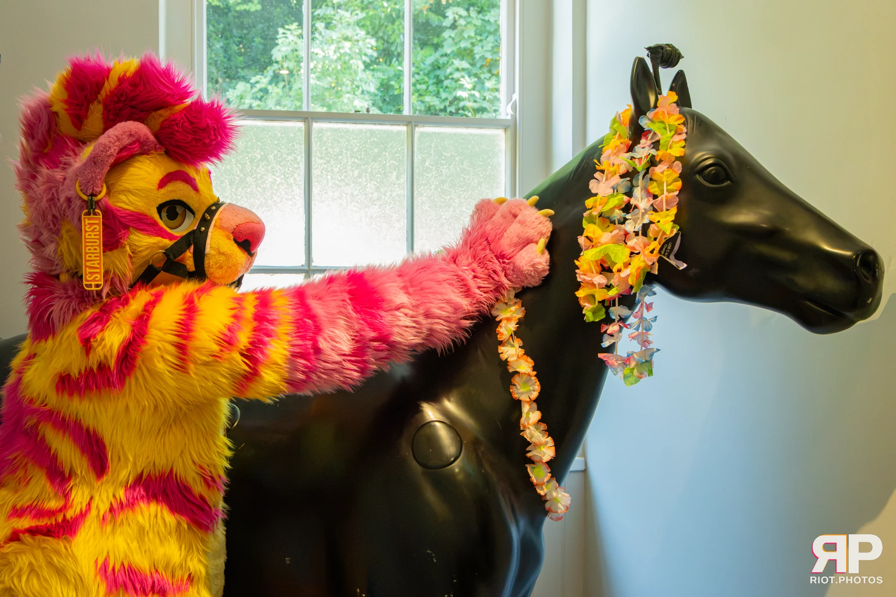 Starburst / Grumpy - furry & pup photography by Fluffy Riot - photo 59