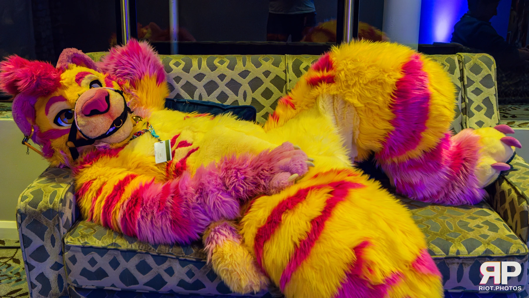 Starburst / Grumpy - furry & pup photography by Fluffy Riot - photo 57