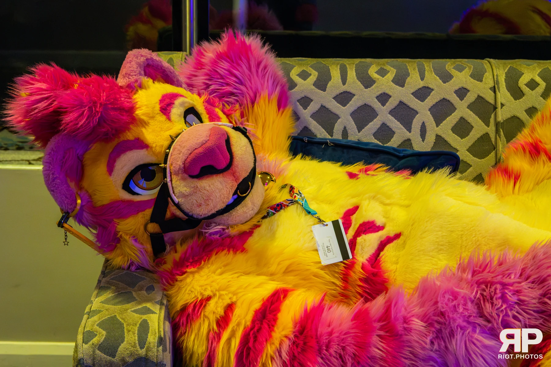 Starburst / Grumpy - furry & pup photography by Fluffy Riot - photo 56