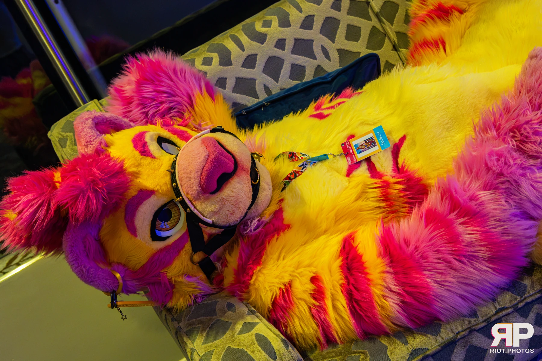 Starburst / Grumpy - furry & pup photography by Fluffy Riot - photo 55