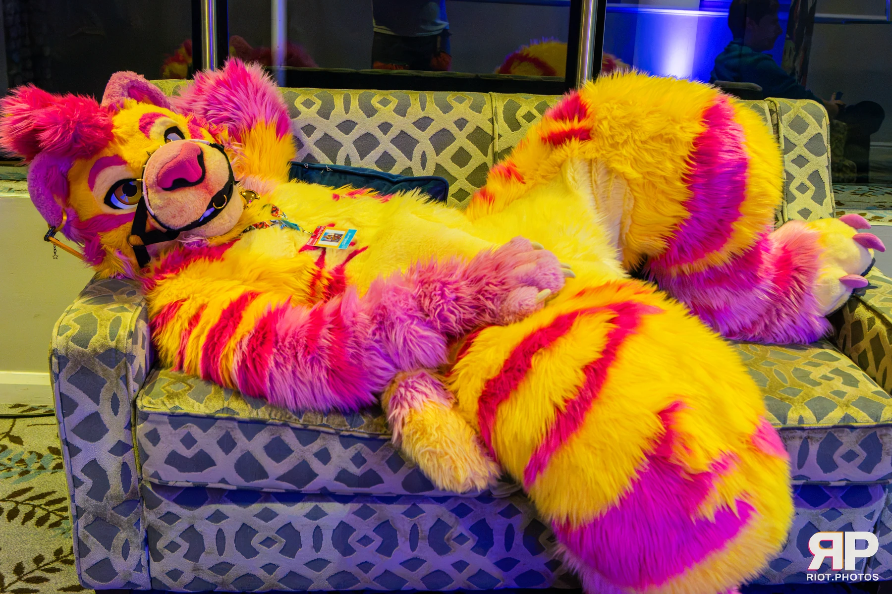 Starburst / Grumpy - furry & pup photography by Fluffy Riot - photo 54