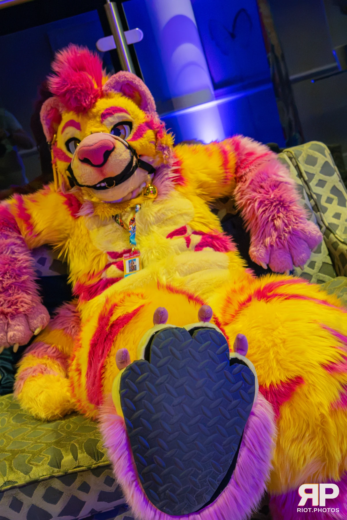 Starburst / Grumpy - furry & pup photography by Fluffy Riot - photo 53