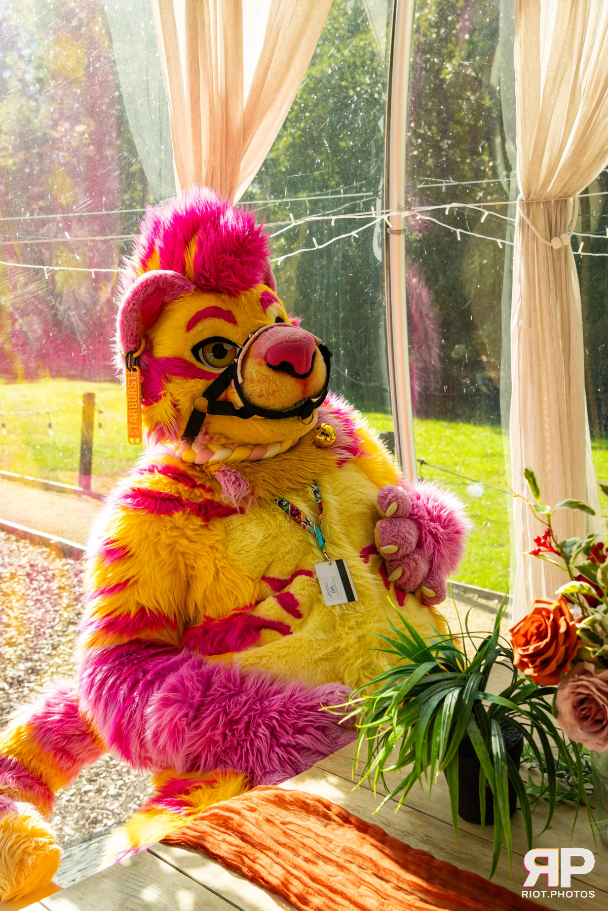 Starburst / Grumpy - furry & pup photography by Fluffy Riot - photo 51