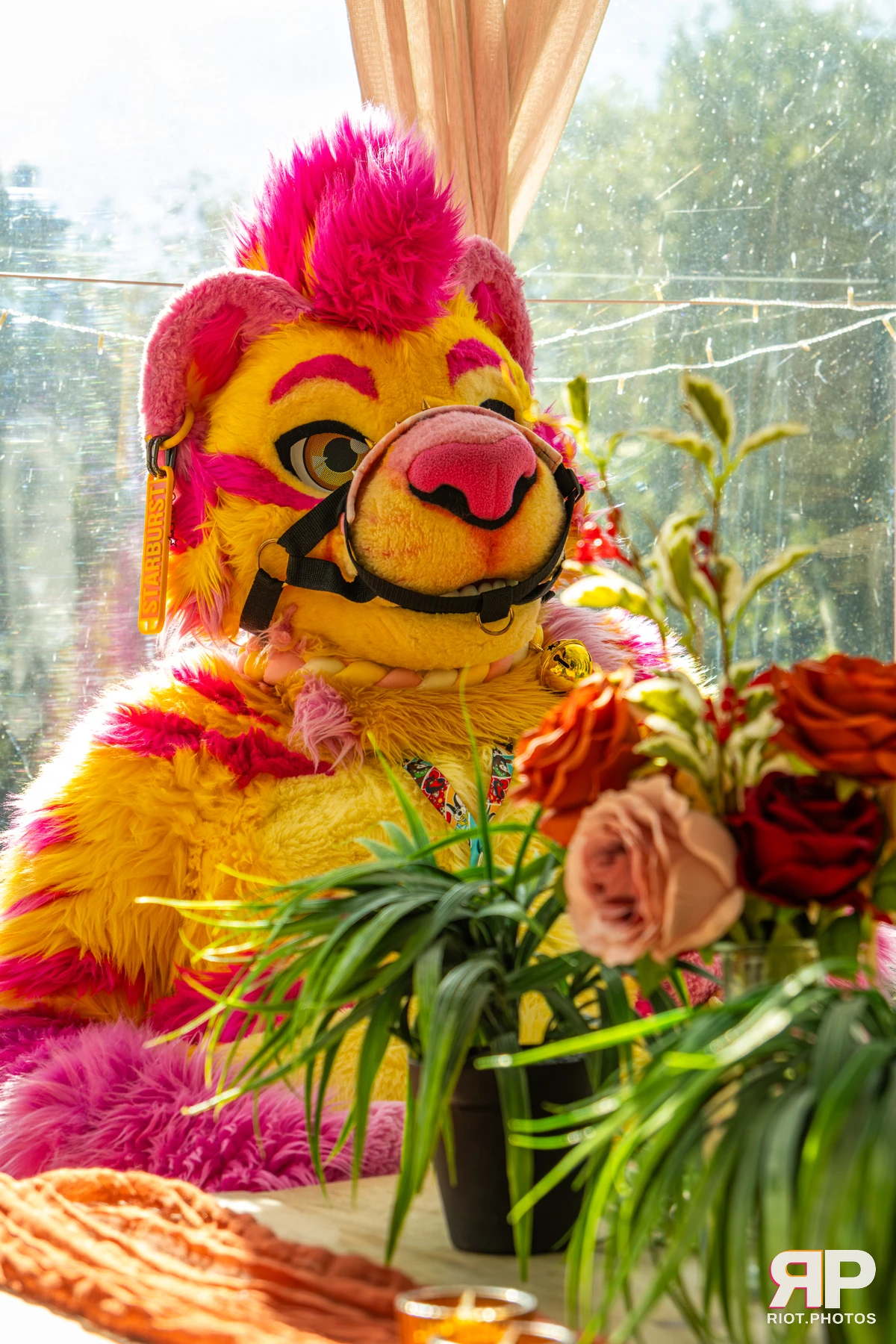 Starburst / Grumpy - furry & pup photography by Fluffy Riot - photo 50