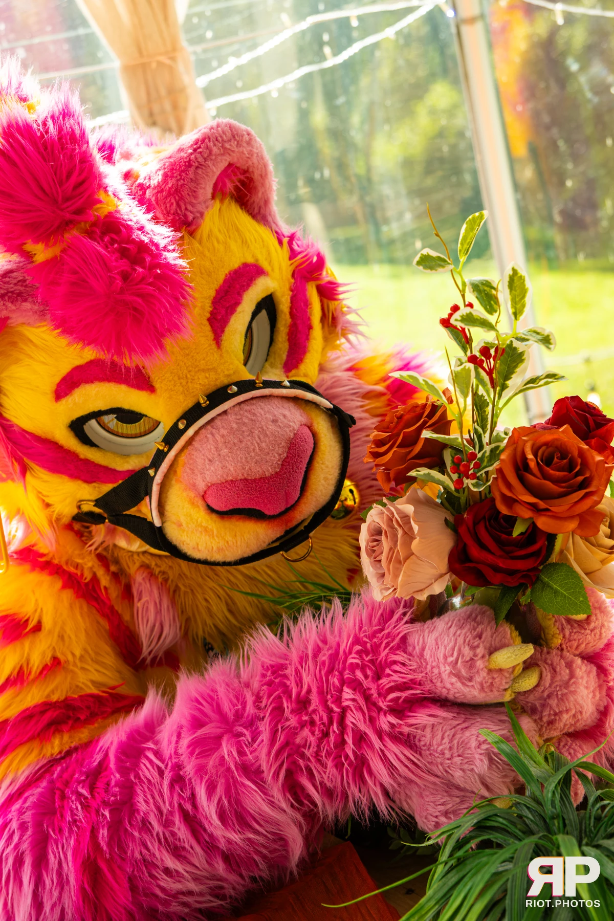 Starburst / Grumpy - furry & pup photography by Fluffy Riot - photo 49