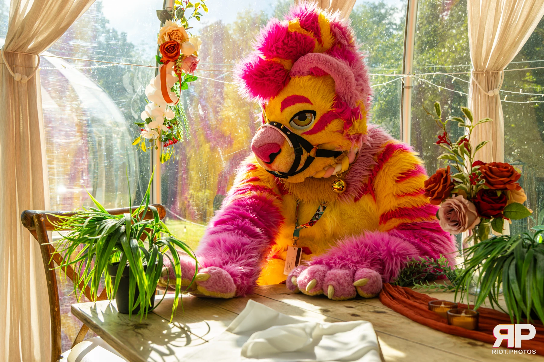 Starburst / Grumpy - furry & pup photography by Fluffy Riot - photo 48