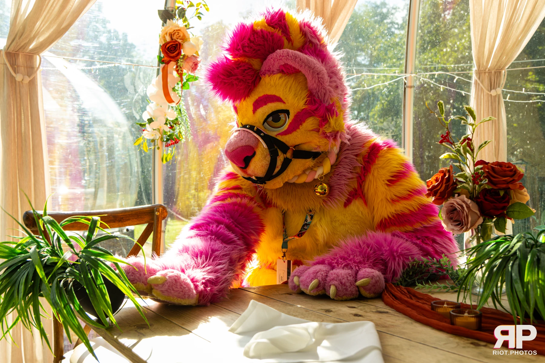 Starburst / Grumpy - furry & pup photography by Fluffy Riot - photo 47