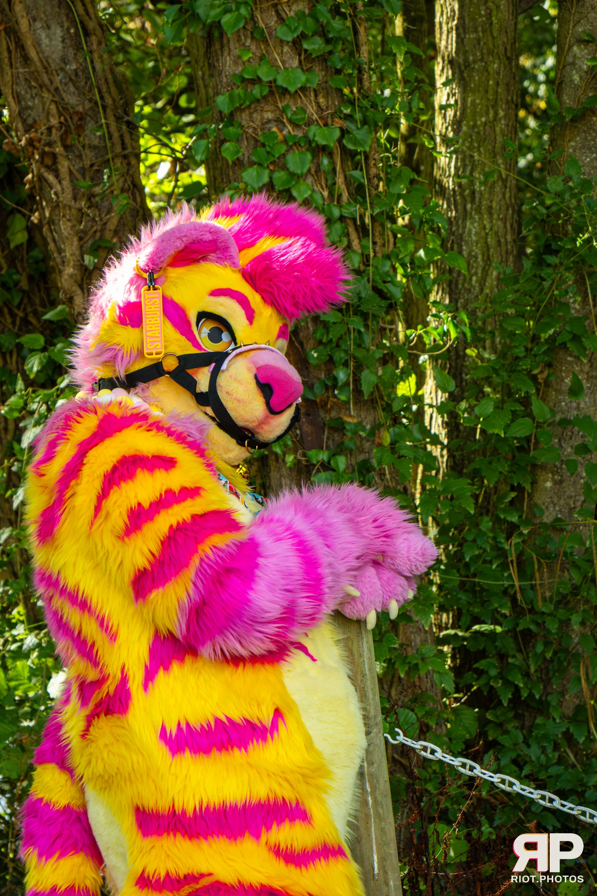 Starburst / Grumpy - furry & pup photography by Fluffy Riot - photo 44
