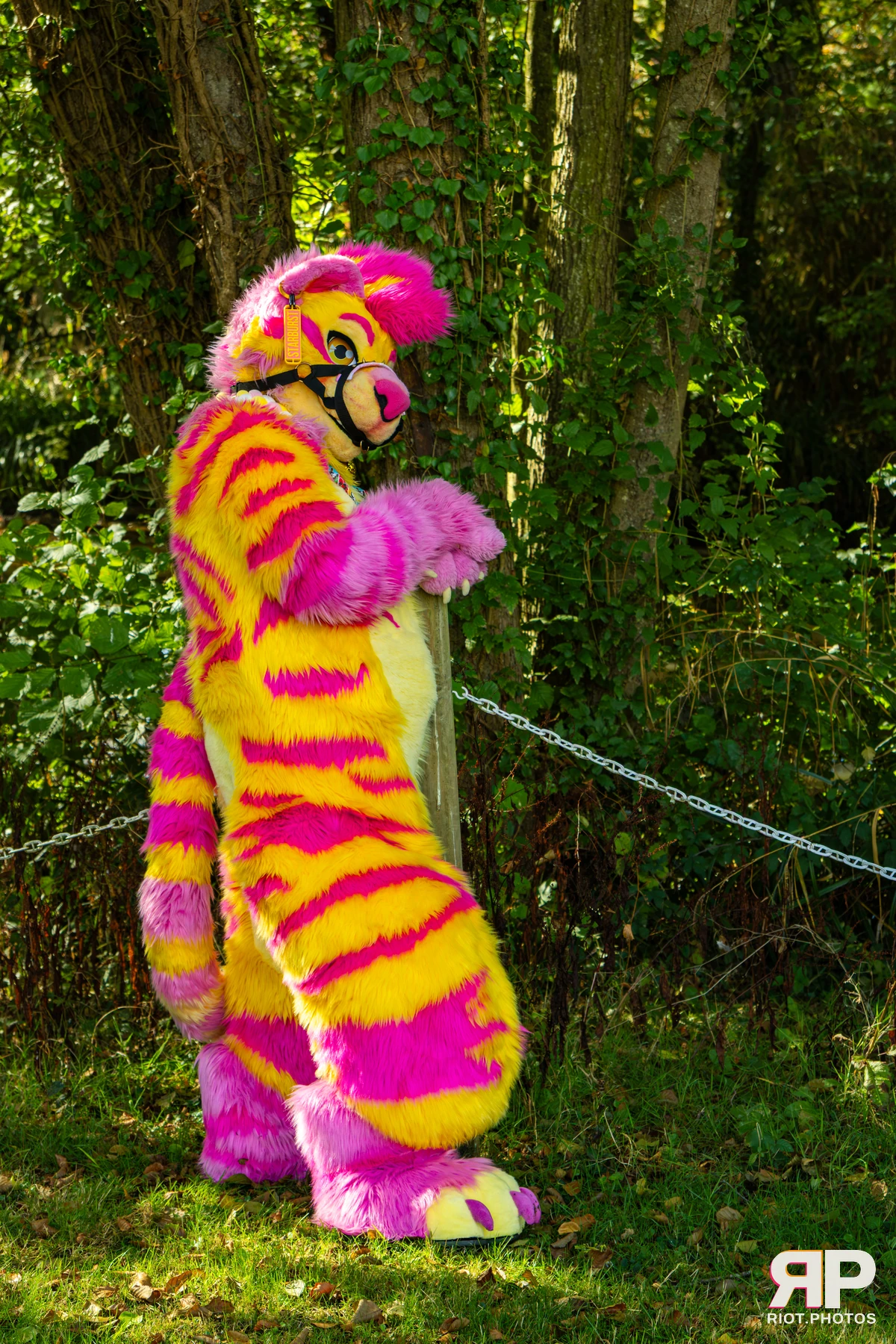 Starburst / Grumpy - furry & pup photography by Fluffy Riot - photo 43