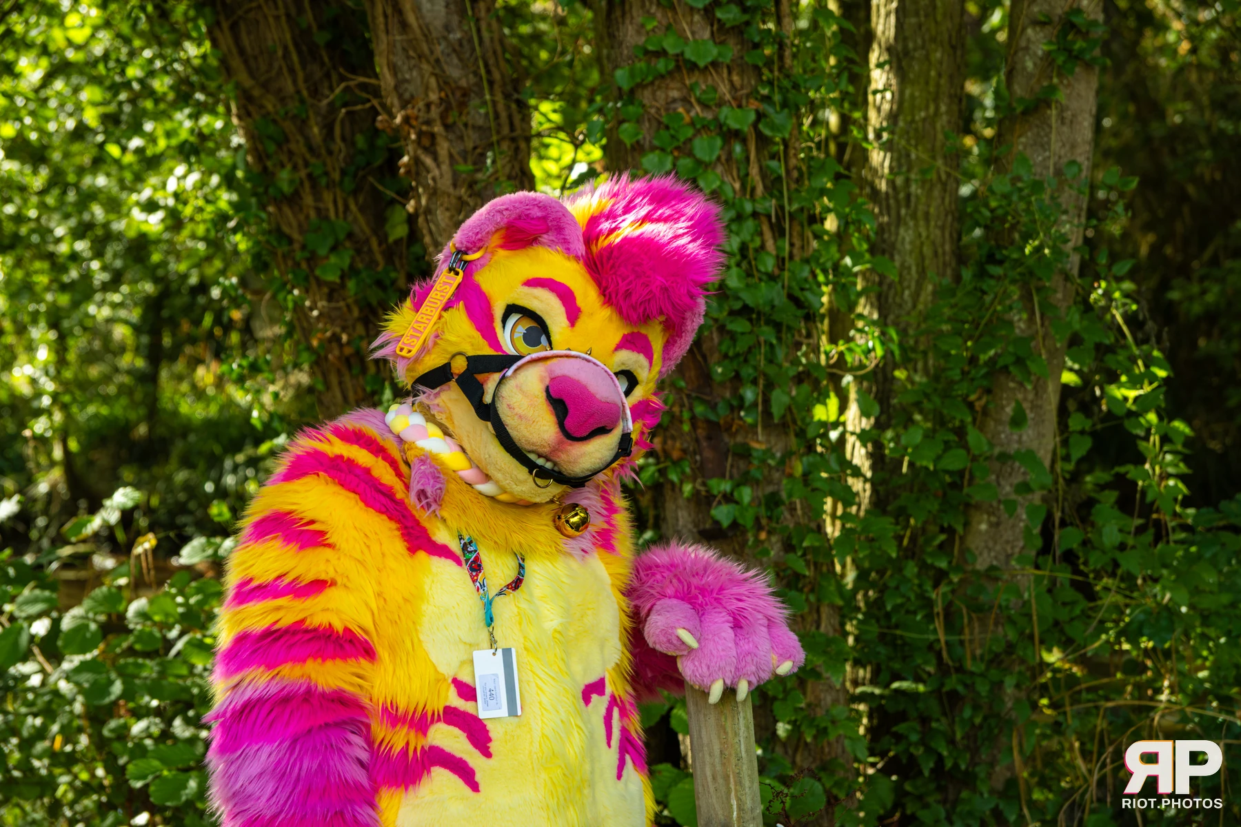Starburst / Grumpy - furry & pup photography by Fluffy Riot - photo 42