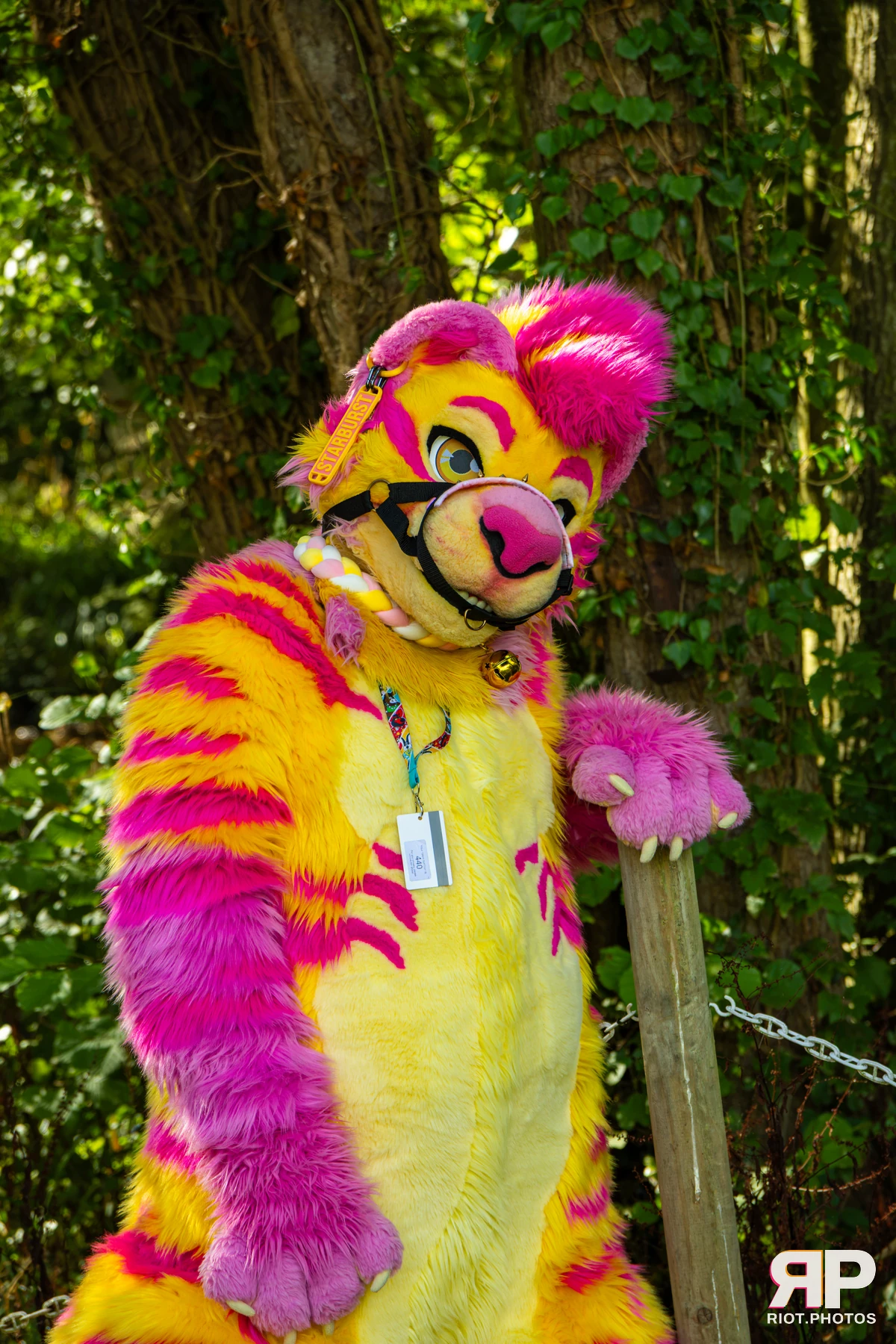 Starburst / Grumpy - furry & pup photography by Fluffy Riot - photo 41