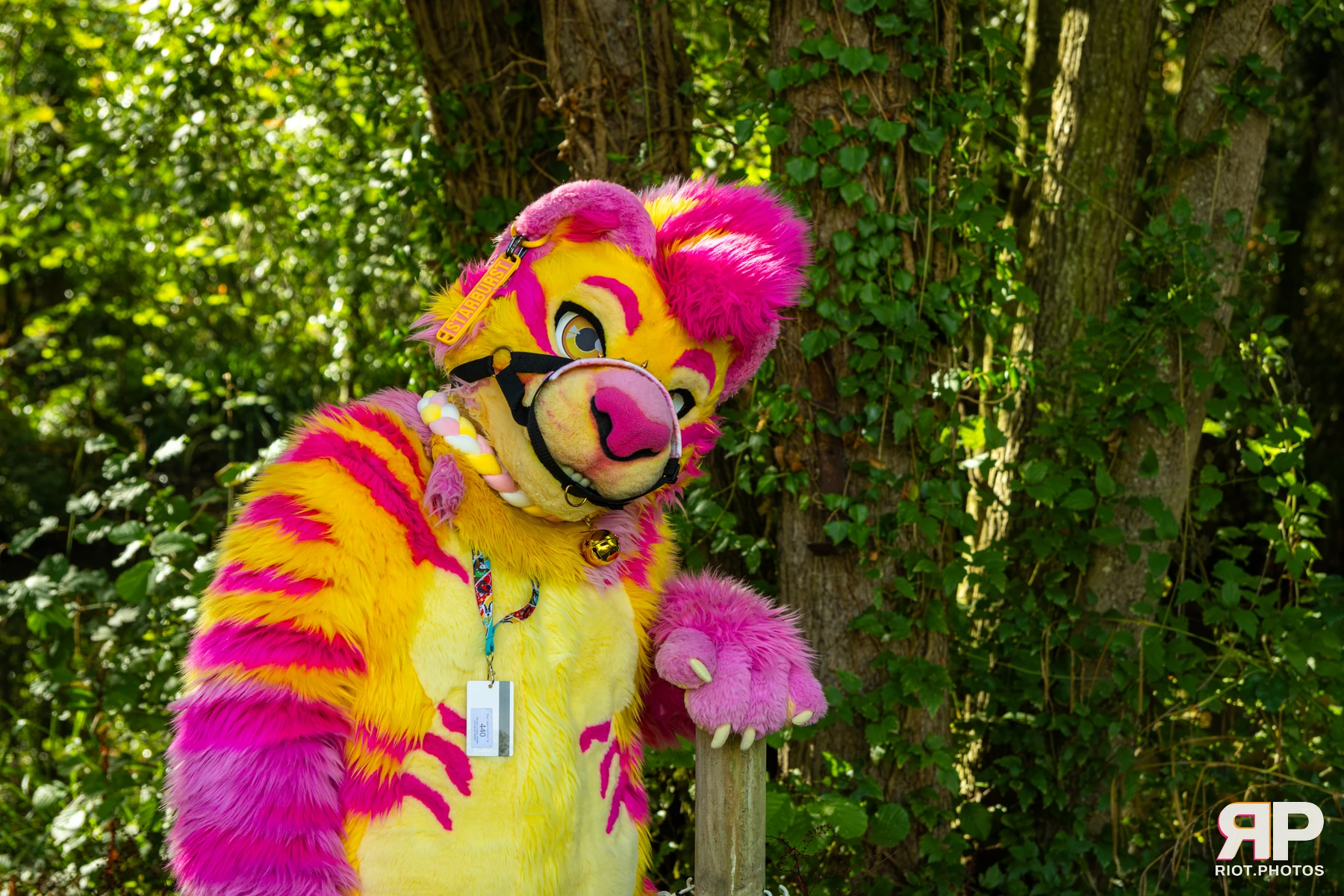 Starburst / Grumpy - furry & pup photography by Fluffy Riot - photo 40