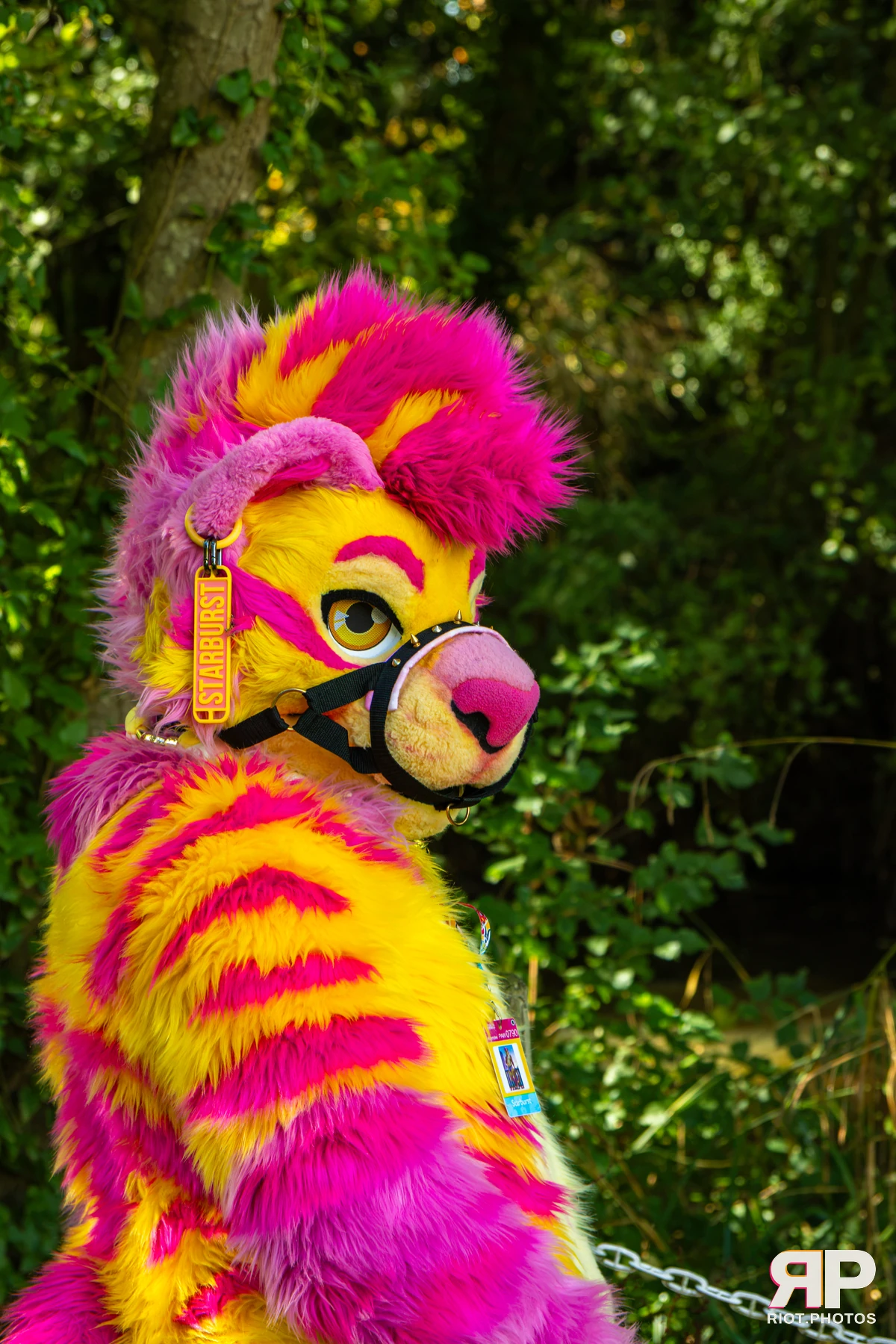 Starburst / Grumpy - furry & pup photography by Fluffy Riot - photo 37