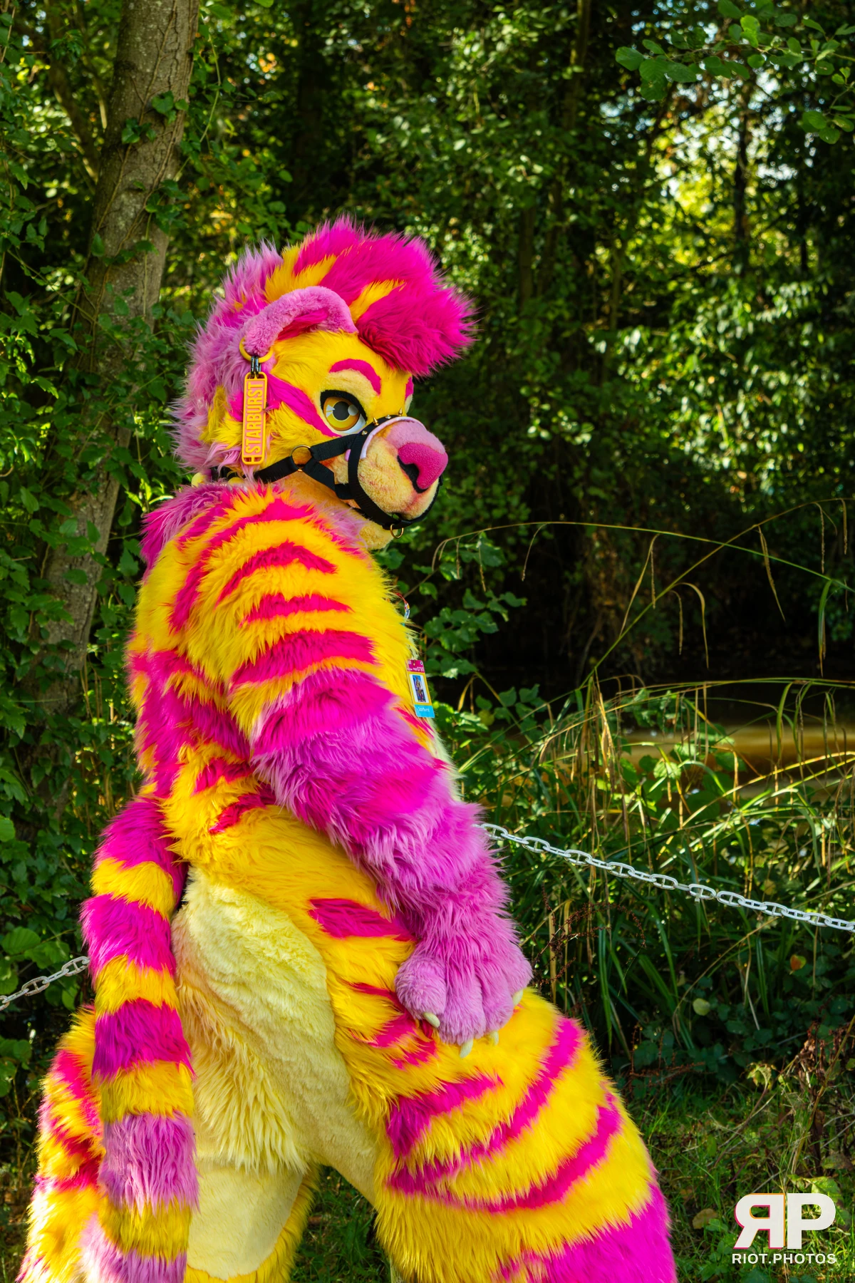 Starburst / Grumpy - furry & pup photography by Fluffy Riot - photo 36