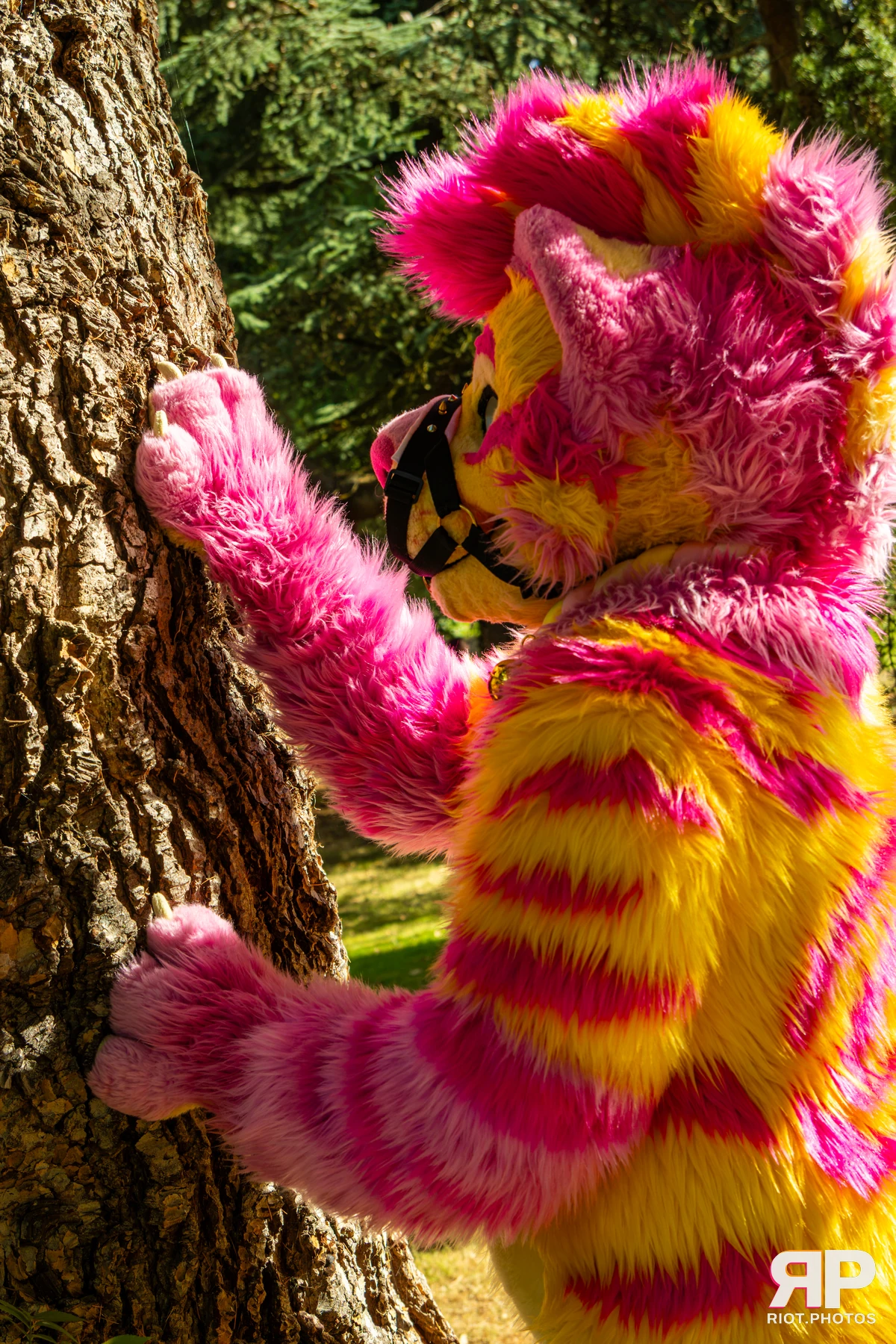 Starburst / Grumpy - furry & pup photography by Fluffy Riot - photo 35