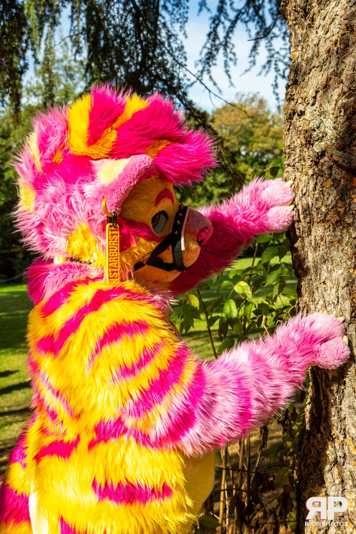 Starburst / Grumpy - furry & pup photography by Fluffy Riot - photo 34