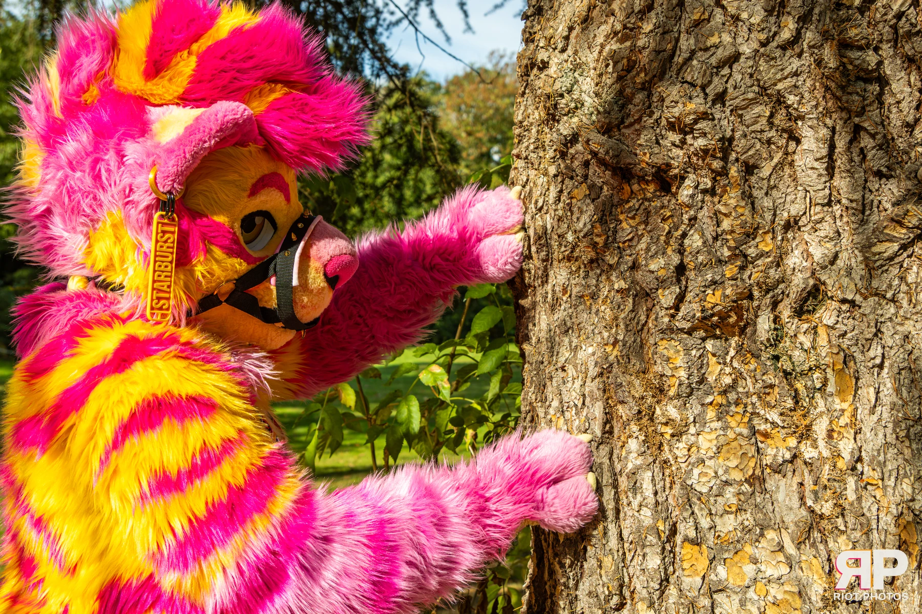 Starburst / Grumpy - furry & pup photography by Fluffy Riot - photo 33